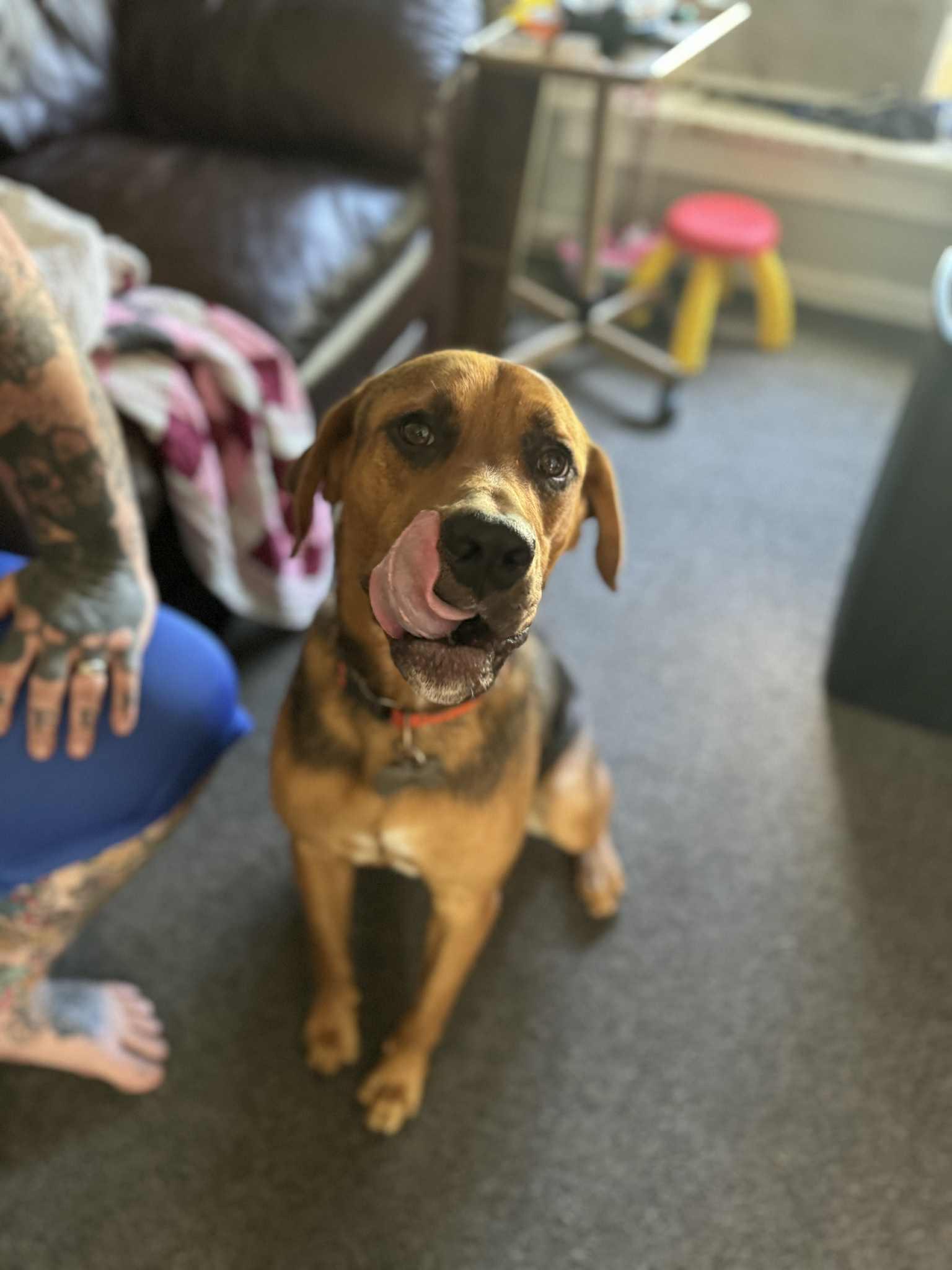 Duke, a Adopted mixed breed in Creston, IA image 3/5