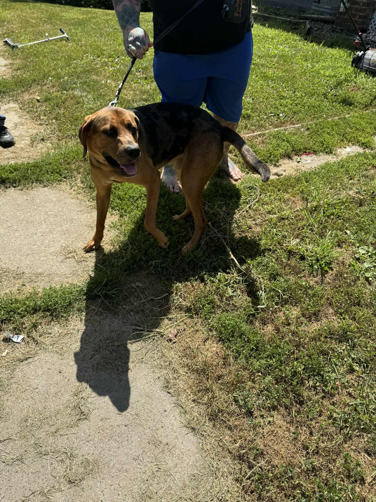 Duke, a Adopted mixed breed in Creston, IA image 4/5