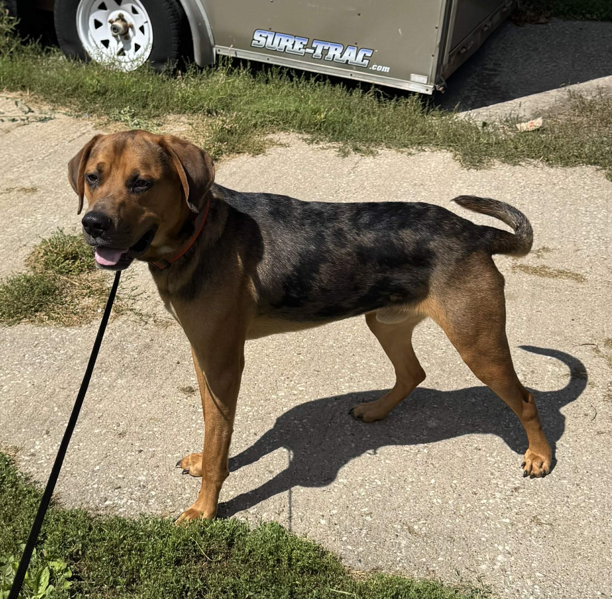 Duke, Adopted, Young Male Black and Tan Coonhound & Pit Bull Terrier.