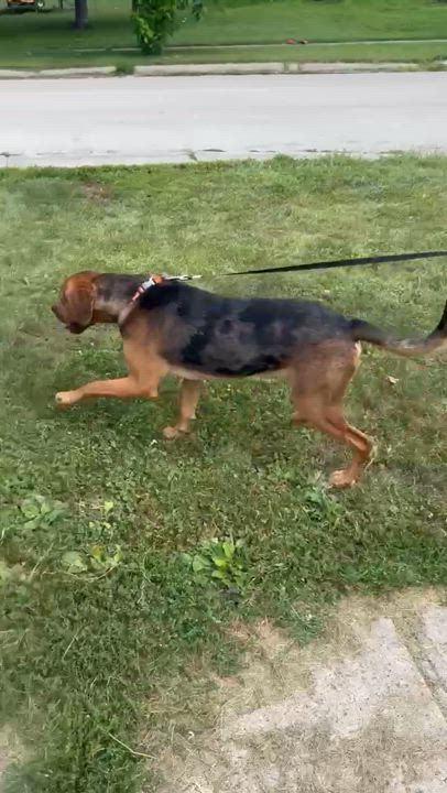 Enlarge Duke, a Adopted mixed breed in Creston, IA video 5/5