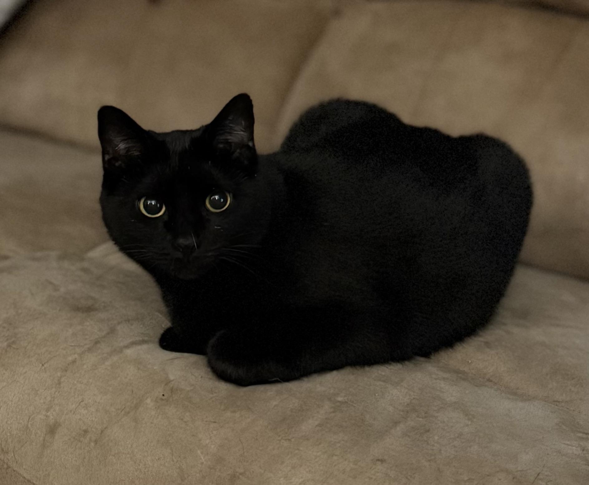 Enlarge Mama Kitty, a ADOPTABLE Domestic Short Hair in Corydon, IN image 1/2