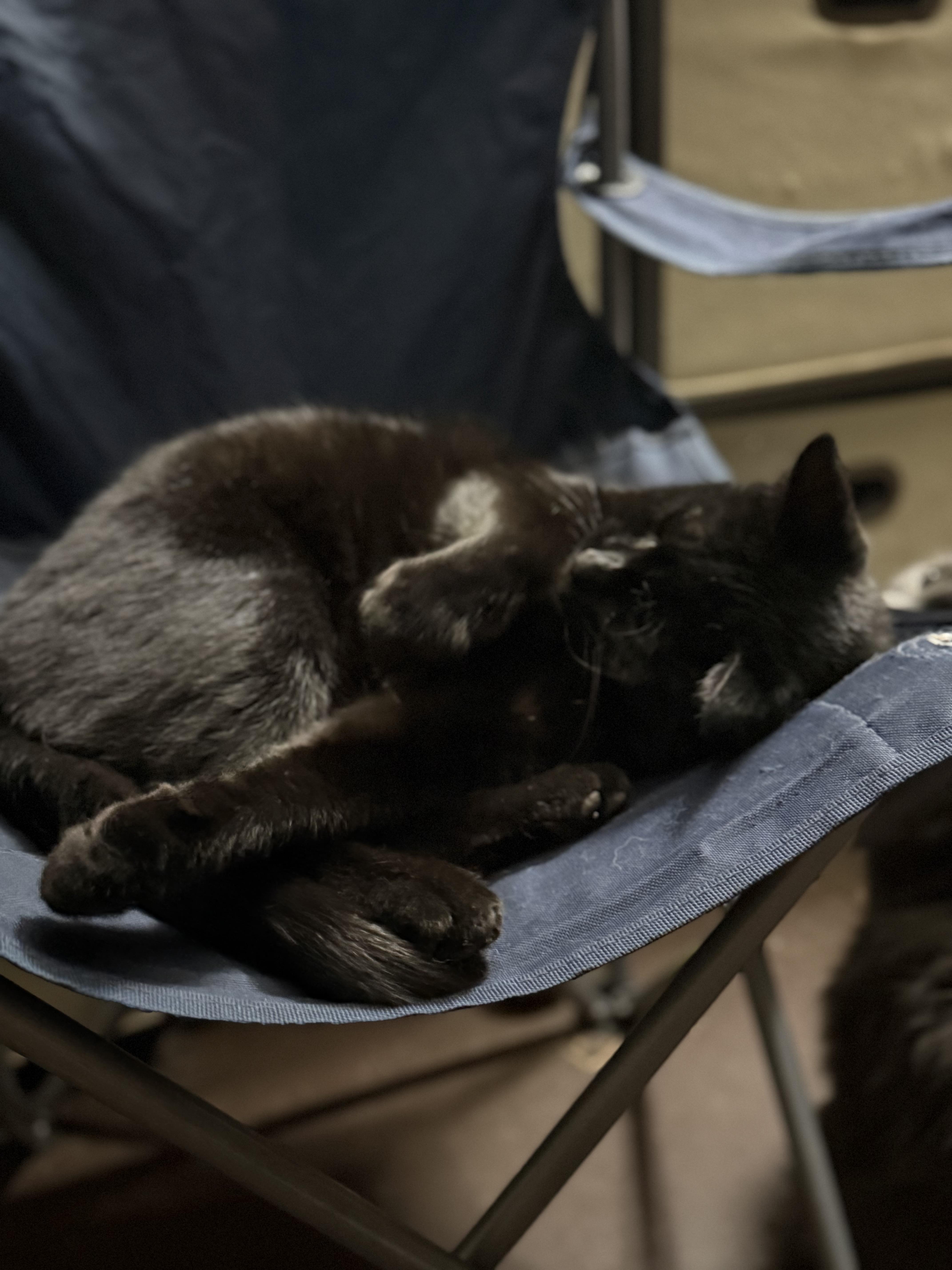 Enlarge Mama Kitty, a ADOPTABLE Domestic Short Hair in Corydon, IN image 2/2