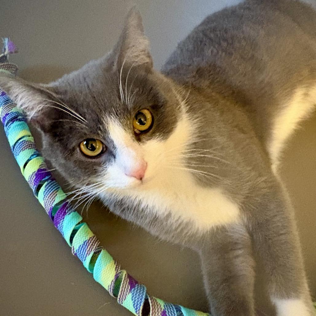 Enlarge Riley, a Adoptable Domestic Short Hair in SLIPPERY ROCK, PA image 1/4