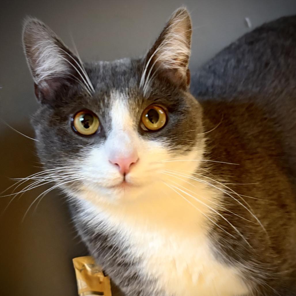 Enlarge Riley, a Adoptable Domestic Short Hair in SLIPPERY ROCK, PA image 2/4