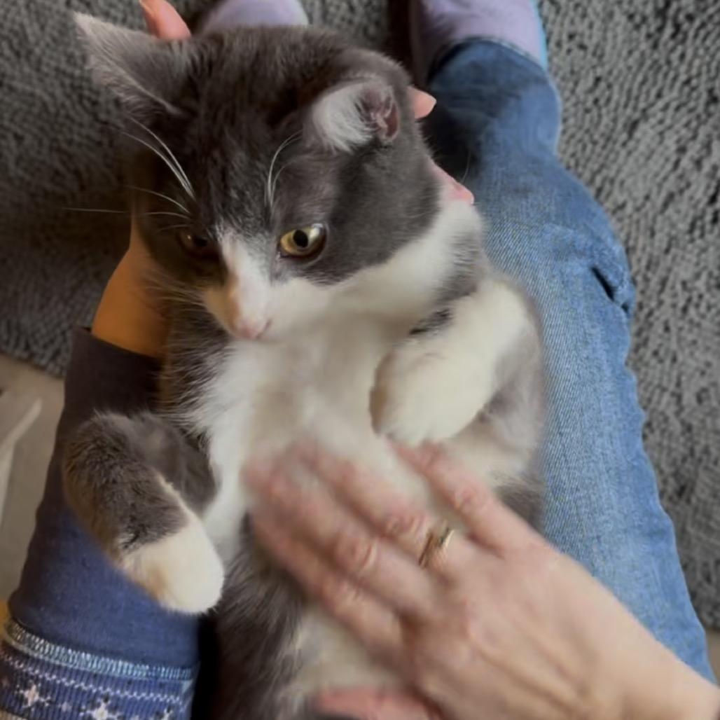 Enlarge Riley, a Adoptable Domestic Short Hair in SLIPPERY ROCK, PA image 3/4