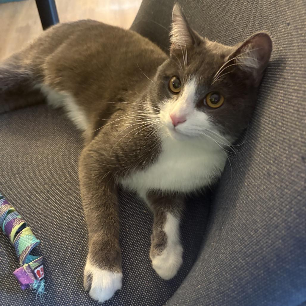 Enlarge Riley, a Adoptable Domestic Short Hair in SLIPPERY ROCK, PA image 4/4