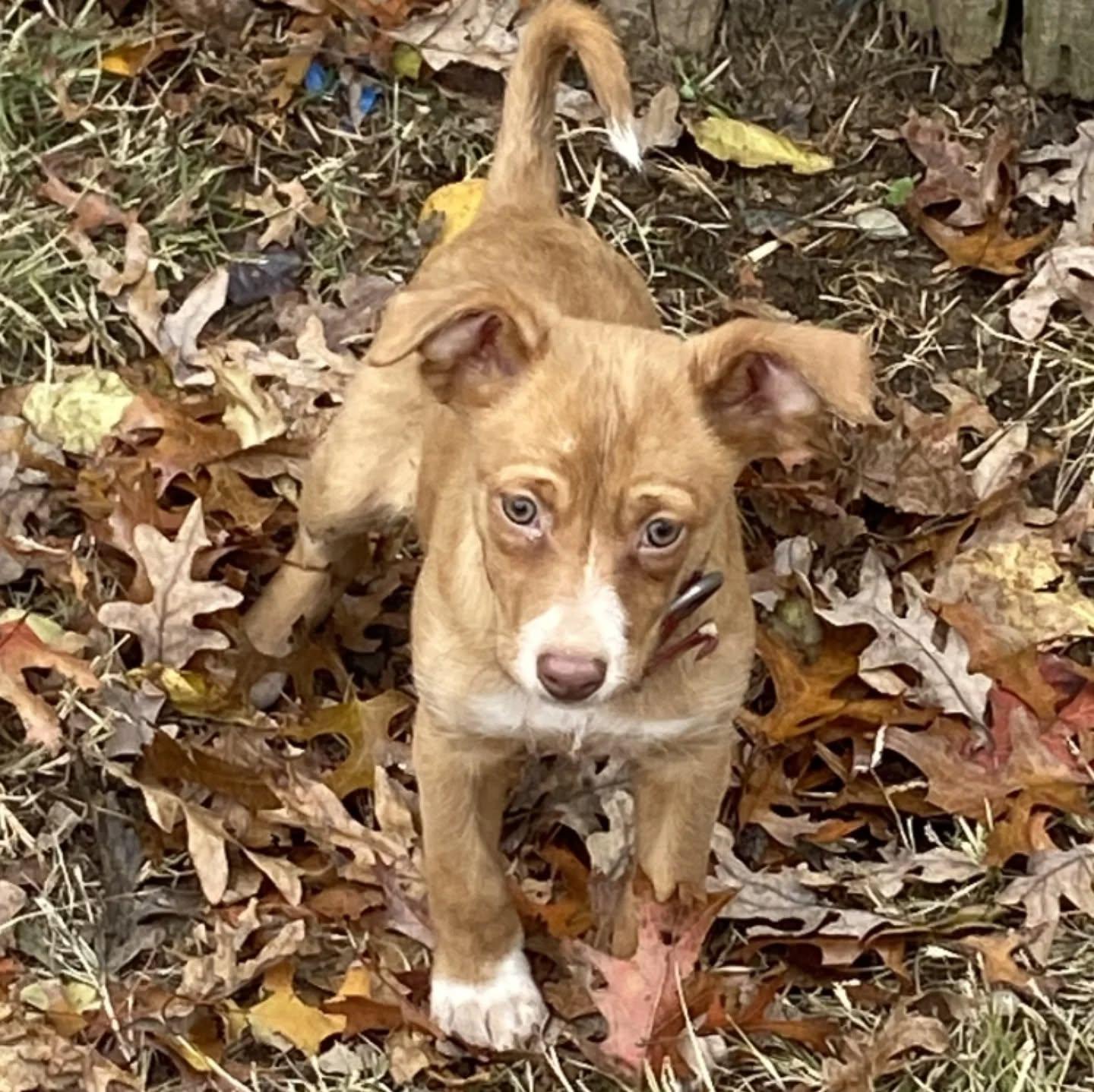 Girl Scout (3.5 month old Podengo Puppy!), ADOPTABLE, Puppy Female Portuguese Podengo.