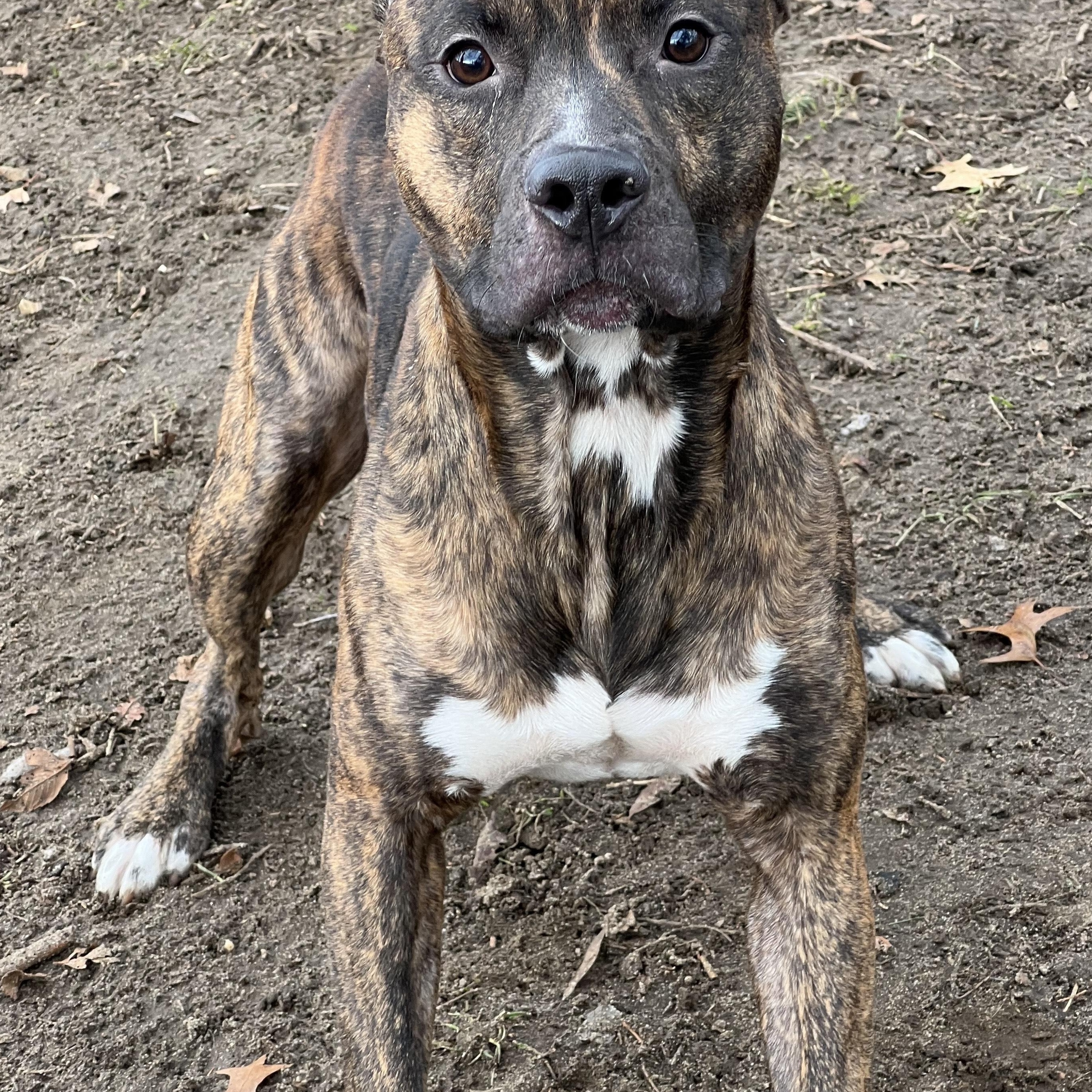 Enlarge Kaneki, an adoptable mixed breed in Mishawaka, IN image 1/5