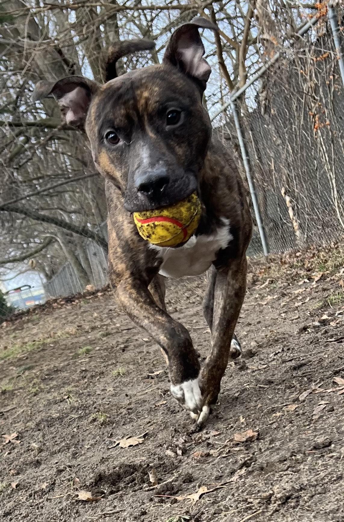 Enlarge Kaneki, an adoptable mixed breed in Mishawaka, IN image 2/5