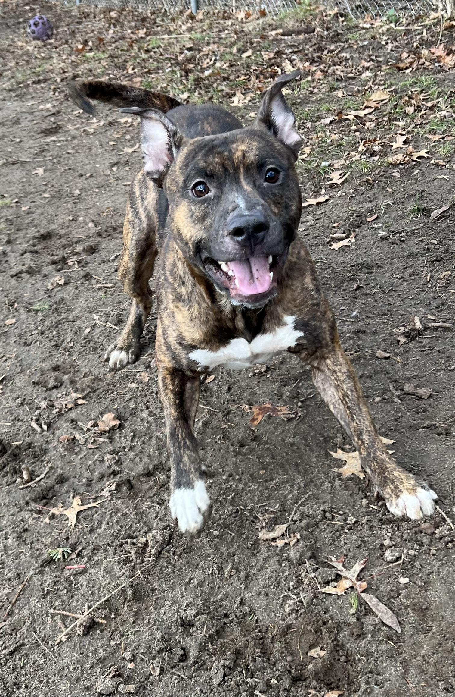 Enlarge Kaneki, an adoptable mixed breed in Mishawaka, IN image 3/5