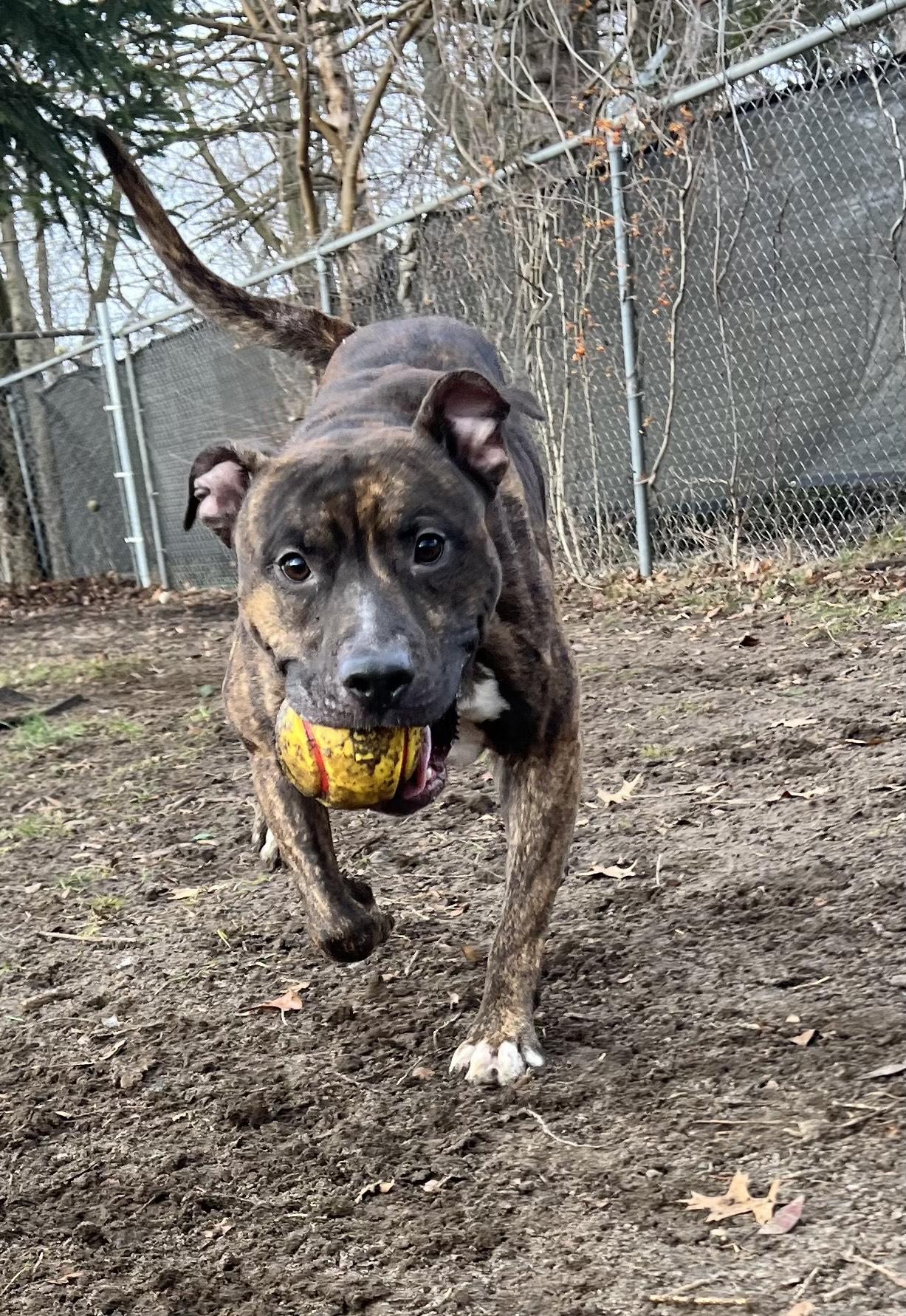 Enlarge Kaneki, an adoptable mixed breed in Mishawaka, IN image 4/5