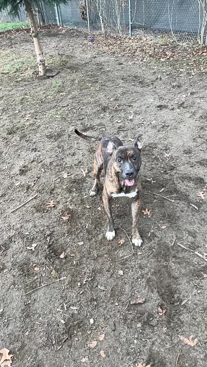 Enlarge Kaneki, an adoptable mixed breed in Mishawaka, IN video 5/5