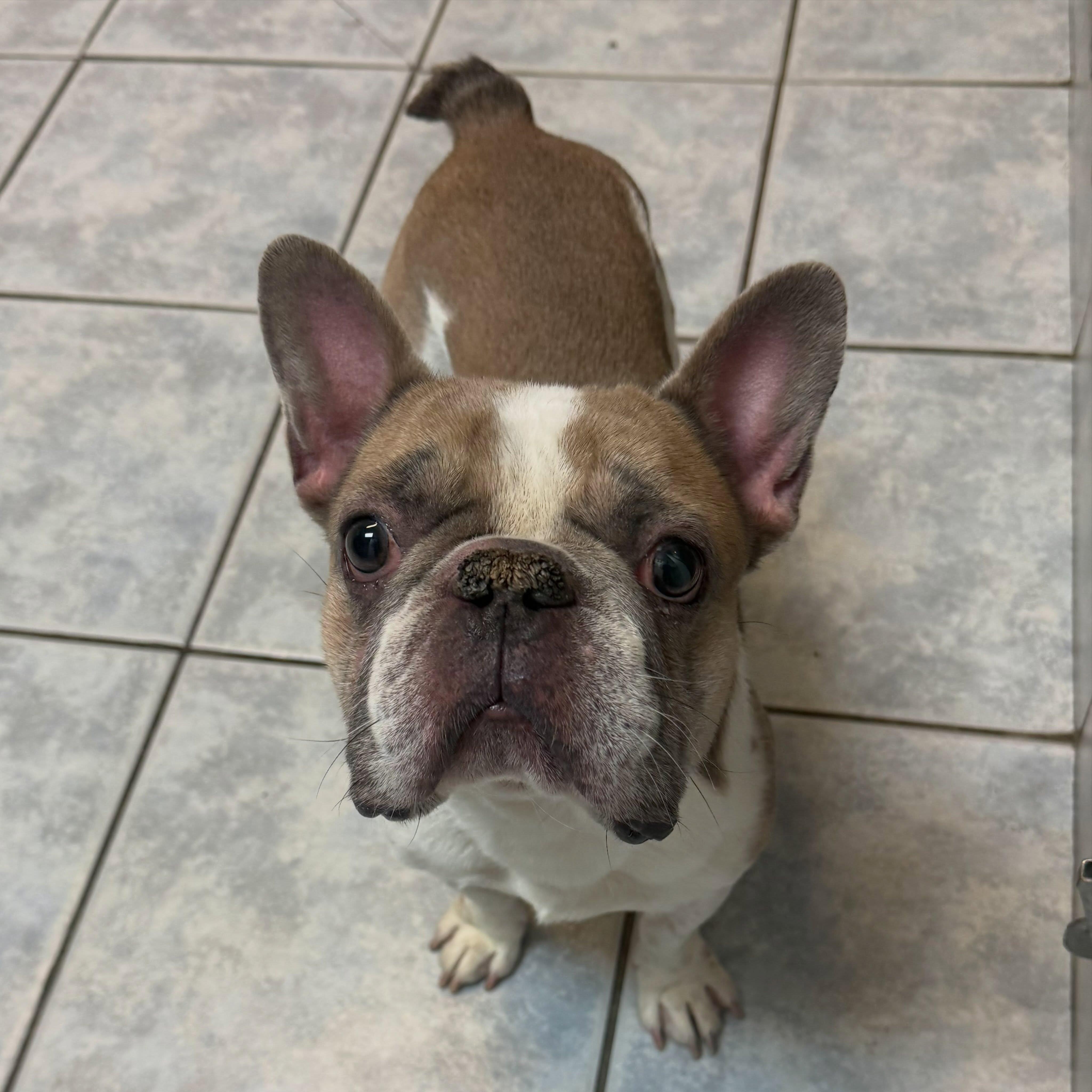 Enlarge Tito, a Adopted French Bulldog in Las Vegas, NV image 3/6