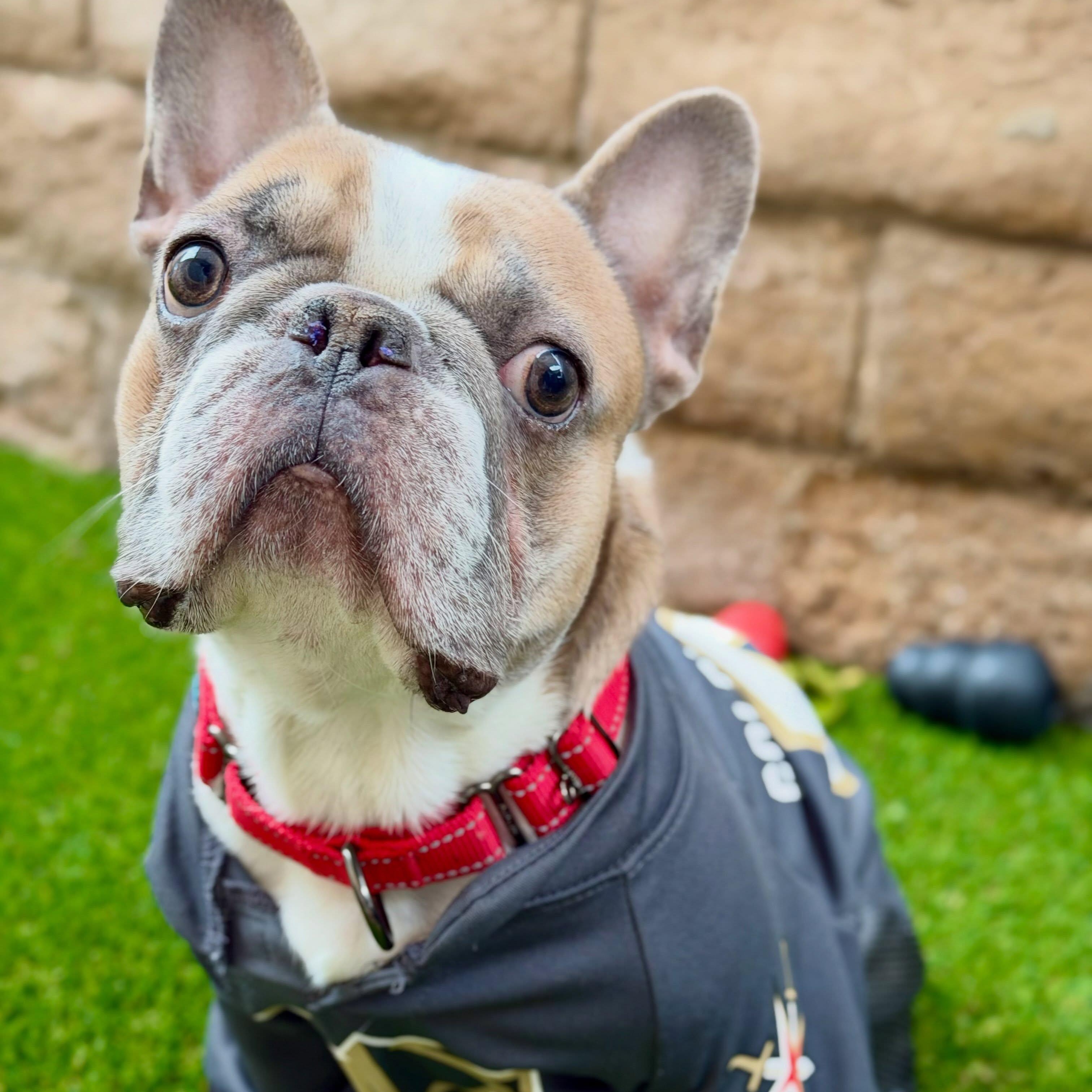 Enlarge Tito, a Adopted French Bulldog in Las Vegas, NV image 2/6