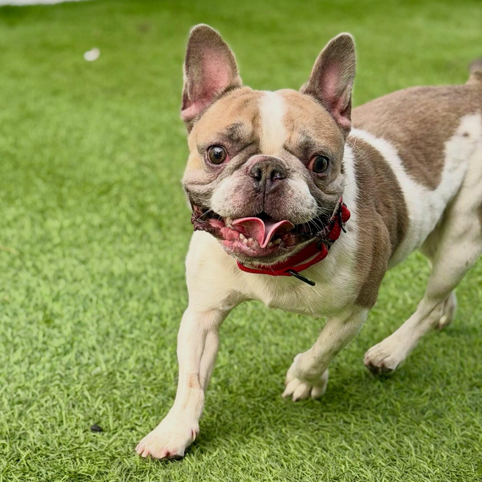 Enlarge Tito, a Adopted French Bulldog in Las Vegas, NV image 6/6