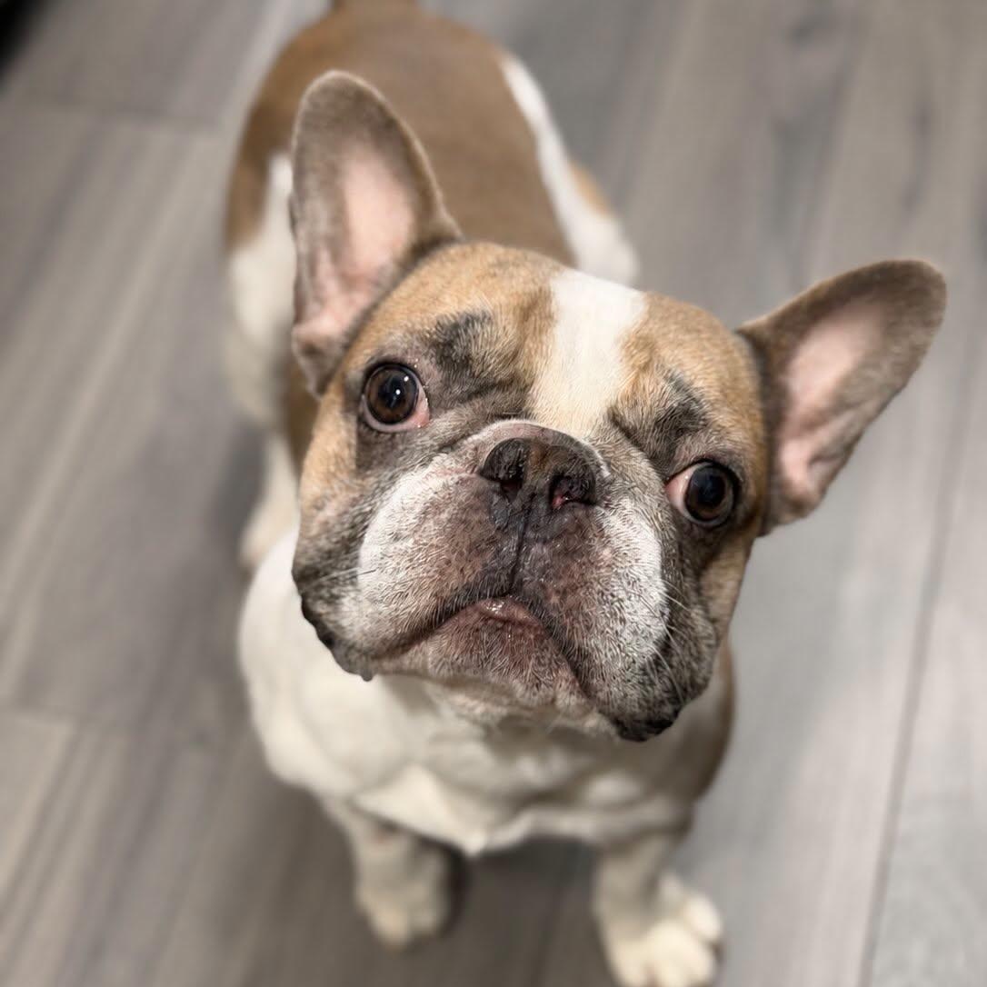 Tito, Adopted, Young Male French Bulldog.