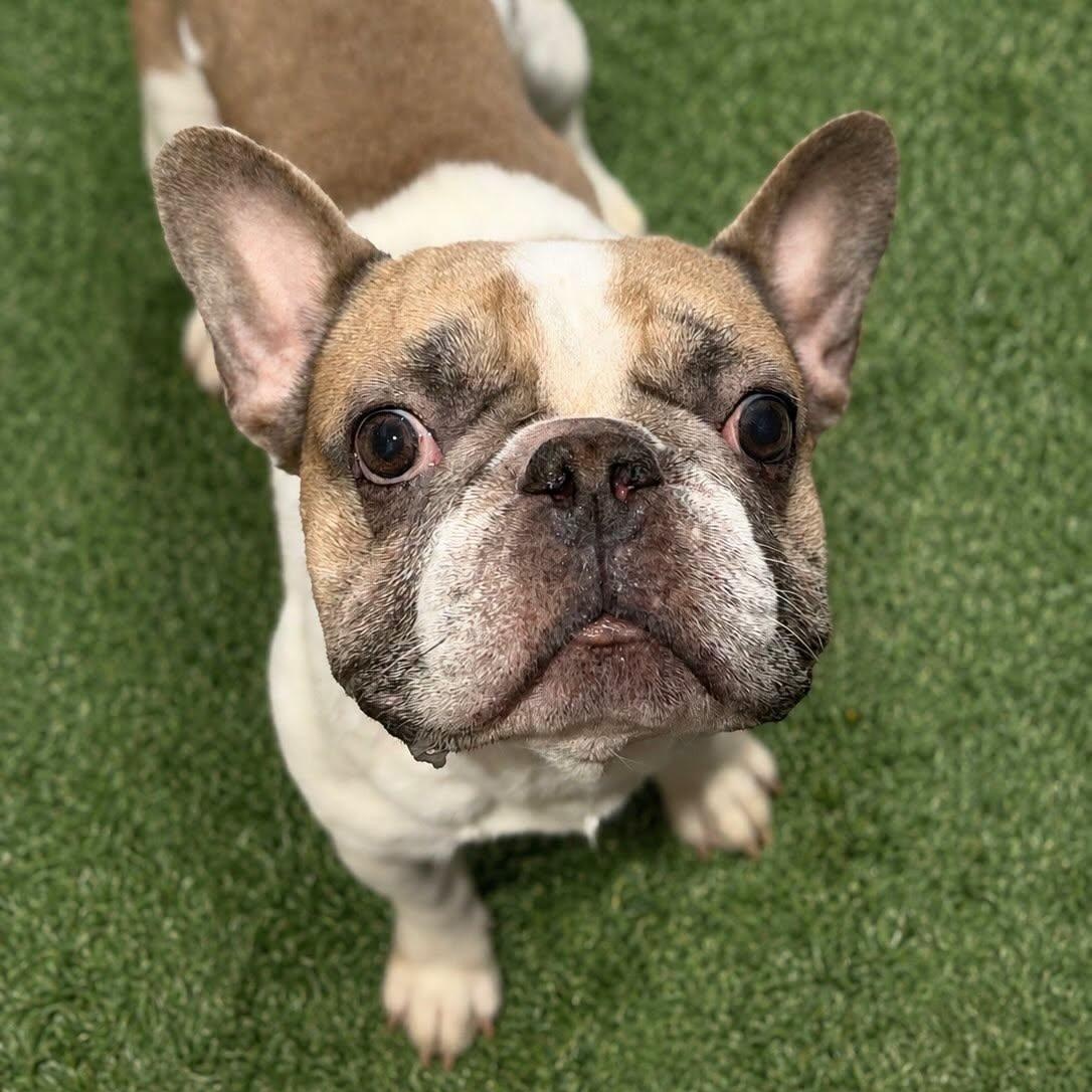 Enlarge Tito, a Adopted French Bulldog in Las Vegas, NV image 4/6