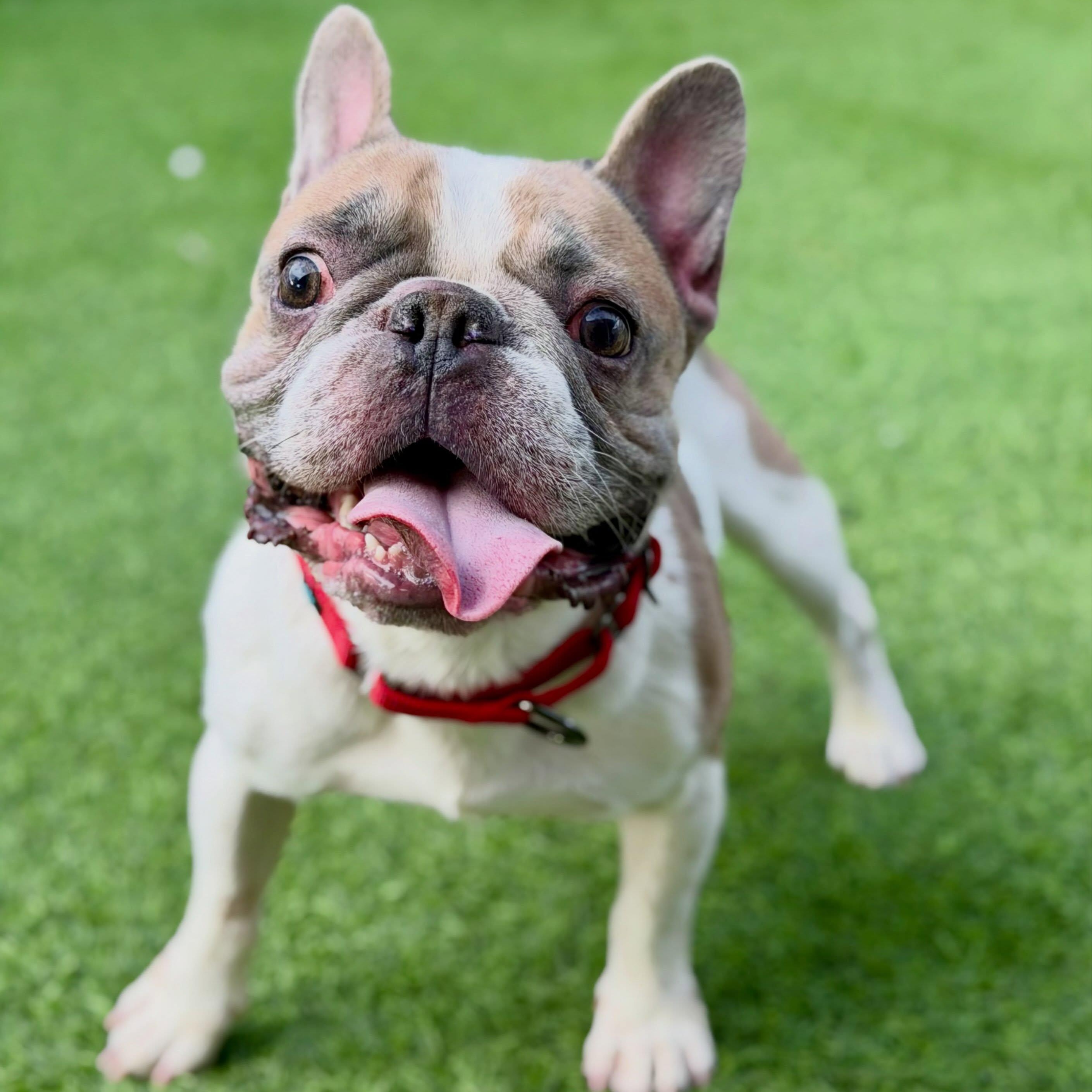 Enlarge Tito, a Adopted French Bulldog in Las Vegas, NV image 5/6