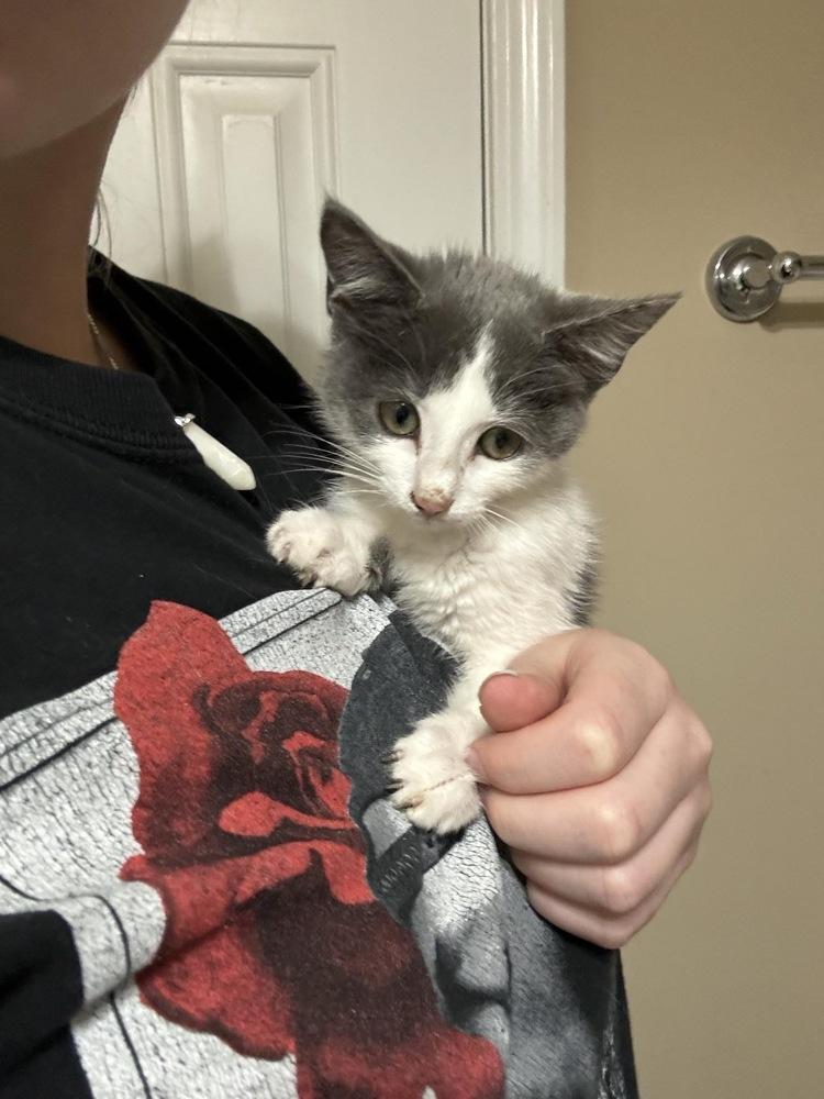 Enlarge Peace, a Adoptable Domestic Short Hair in Salisbury, NC image 1/3