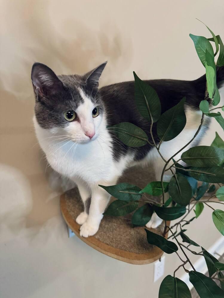 Enlarge Peace, a Adoptable Domestic Short Hair in Salisbury, NC image 2/3