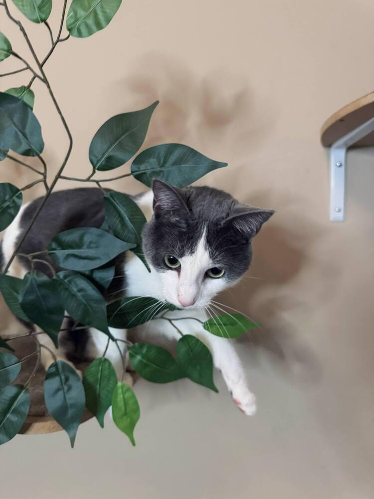 Enlarge Peace, a Adoptable Domestic Short Hair in Salisbury, NC image 3/3