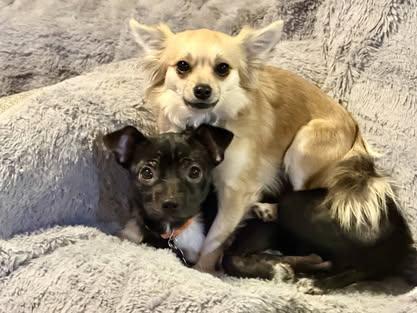 Enlarge Honor, a Adoptable mixed breed in Covington, WA image 2/6