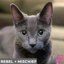 Rebel (bonded with Mischief)