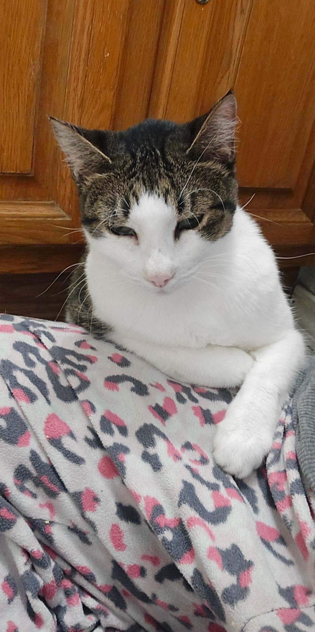 Sadie, a Adoptable Domestic Short Hair in Pocatello, ID image 3/6