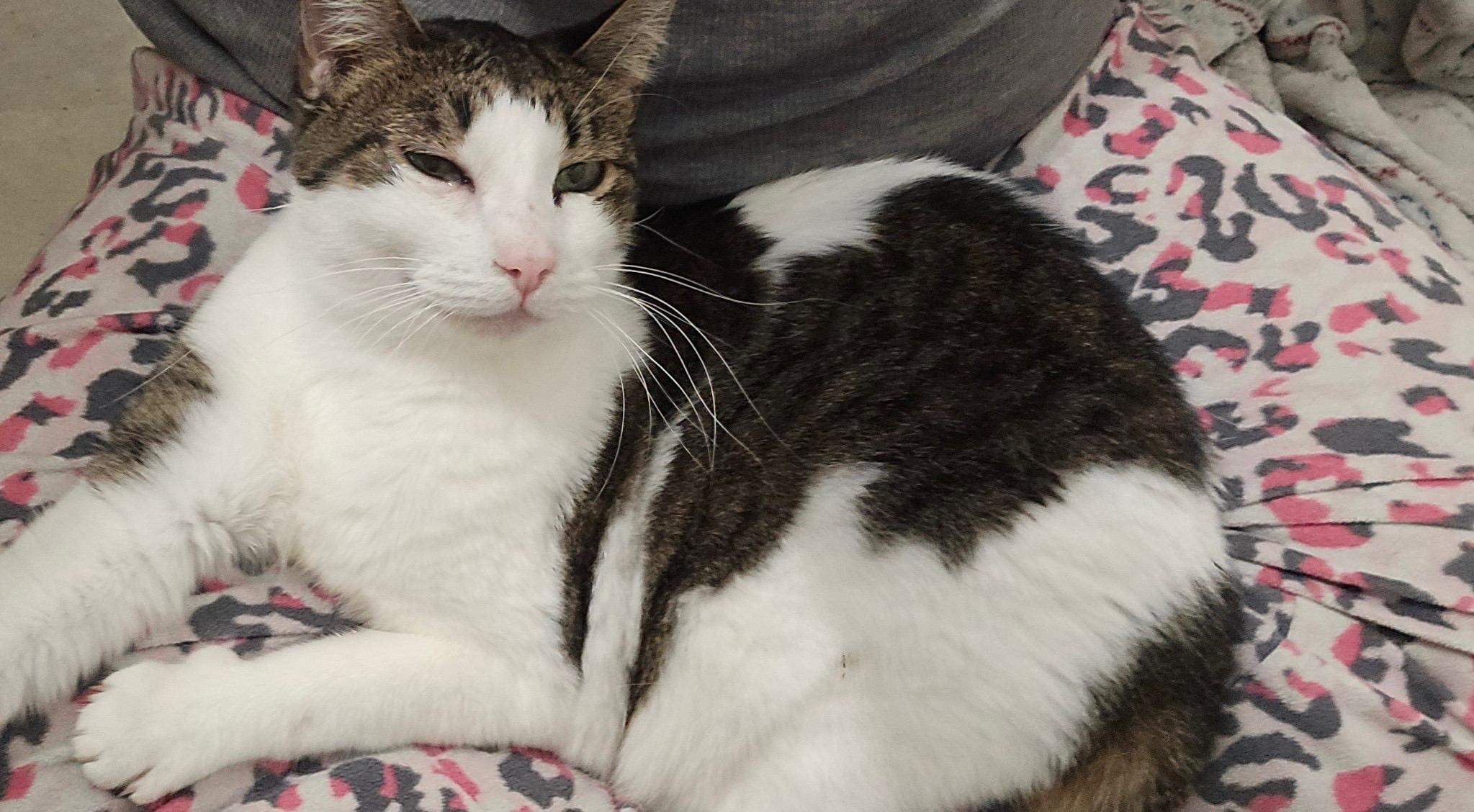 Sadie, a Adoptable Domestic Short Hair in Pocatello, ID image 4/6