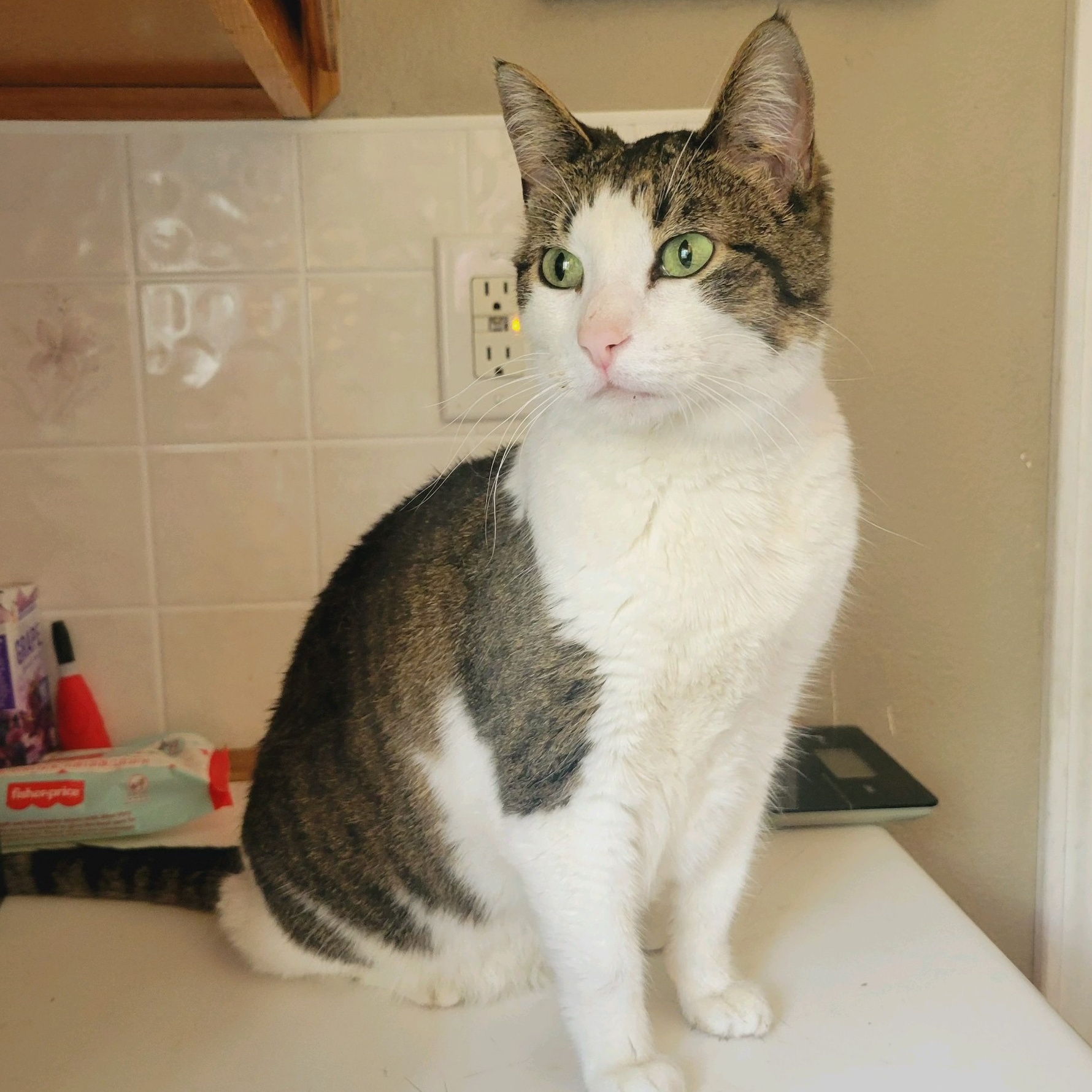 Sadie, a Adoptable Domestic Short Hair in Pocatello, ID image 1/6