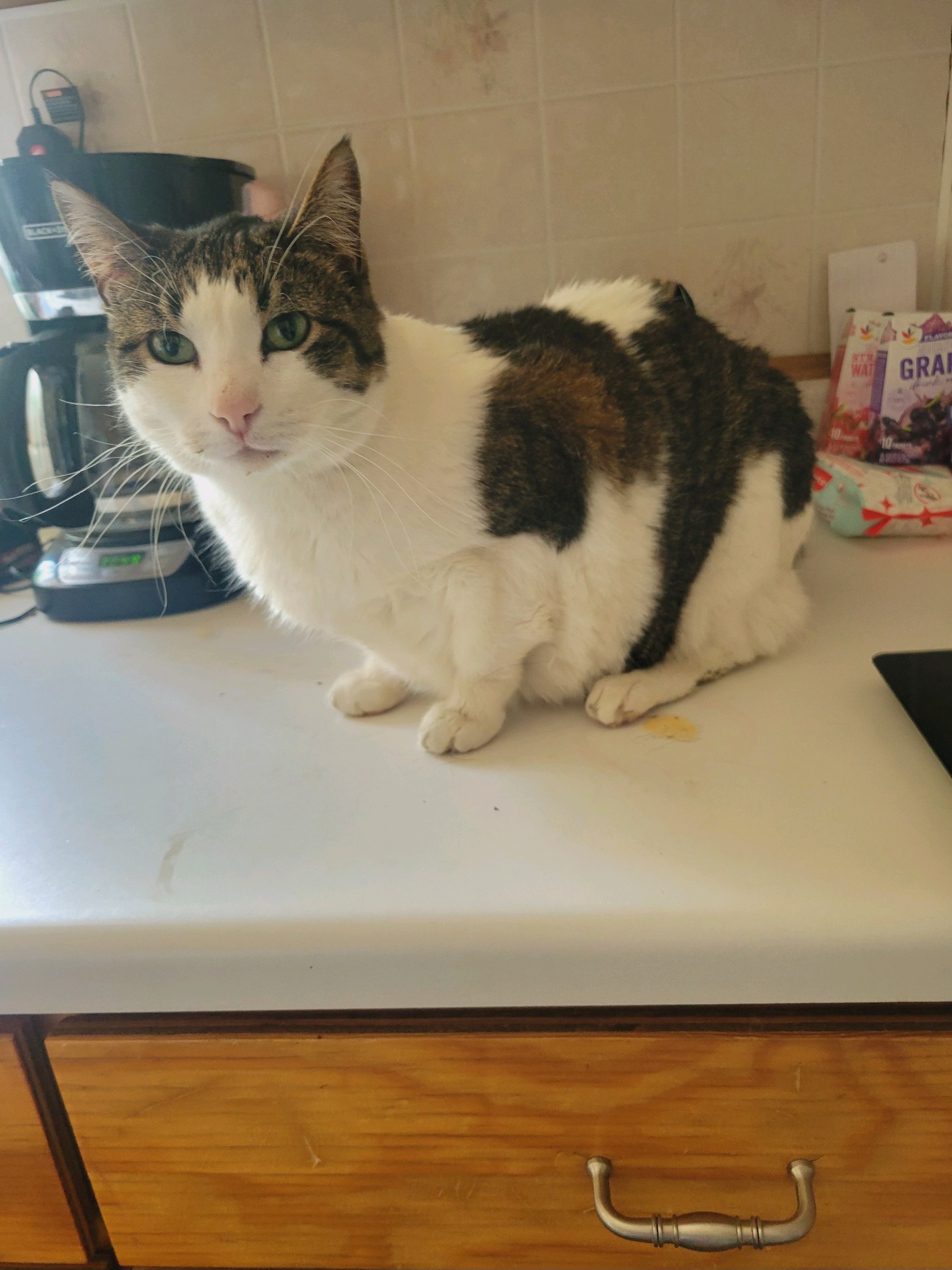 Sadie, a Adoptable Domestic Short Hair in Pocatello, ID image 6/6