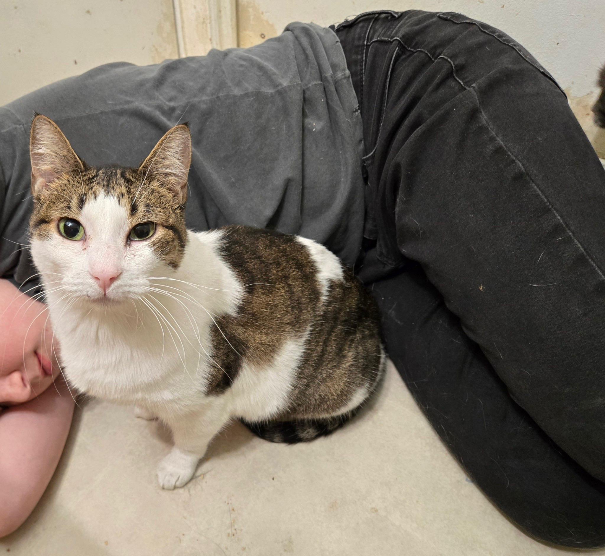 Sadie, a Adoptable Domestic Short Hair in Pocatello, ID image 5/6