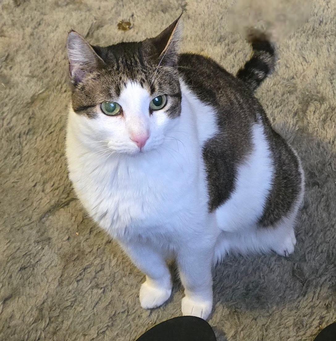 Sadie, a Adoptable Domestic Short Hair in Pocatello, ID image 2/6