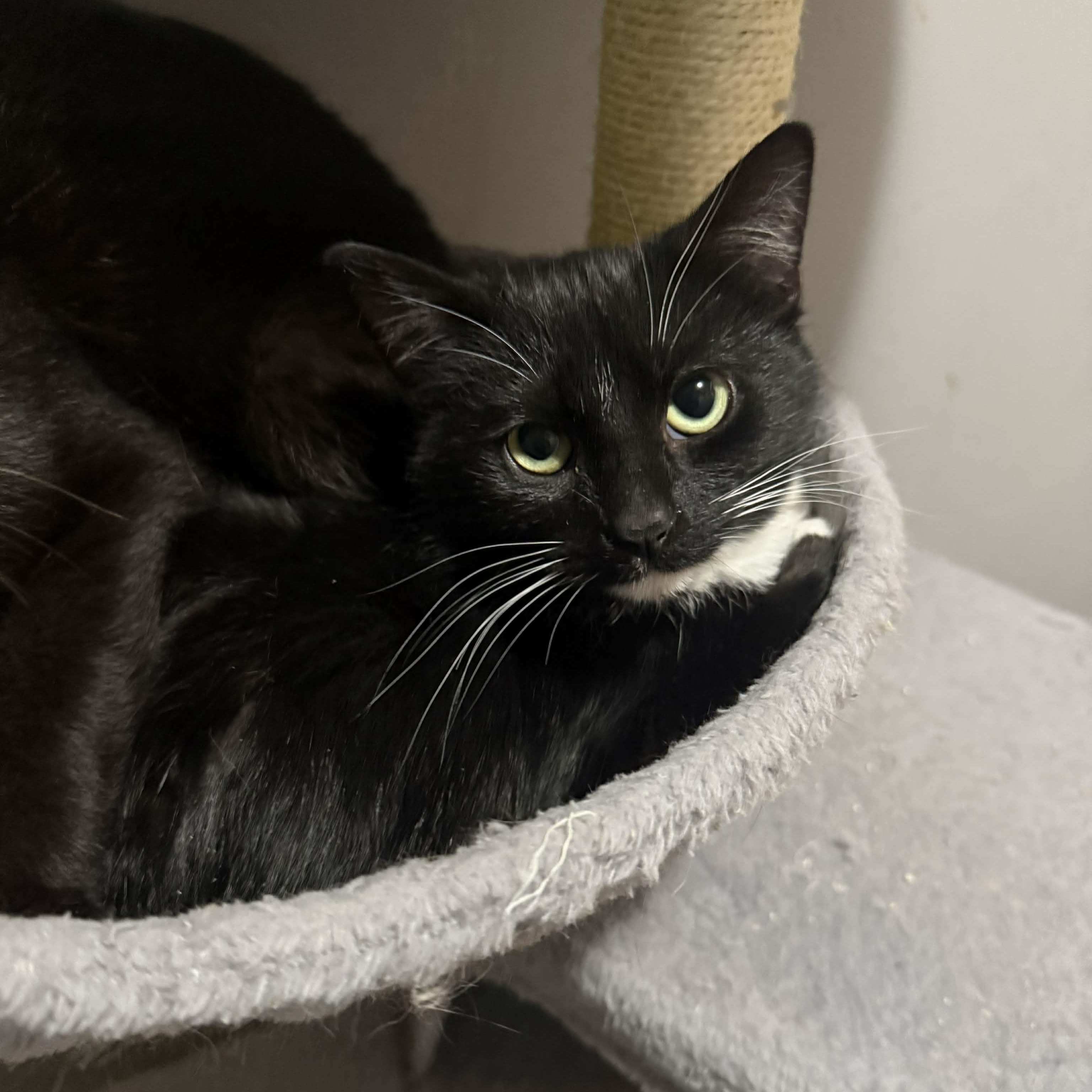 Enlarge Georgette, a ADOPTABLE mixed breed in Antioch, CA image 2/3