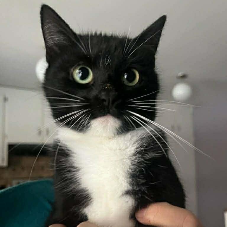 Enlarge Georgette, a ADOPTABLE mixed breed in Antioch, CA image 1/3