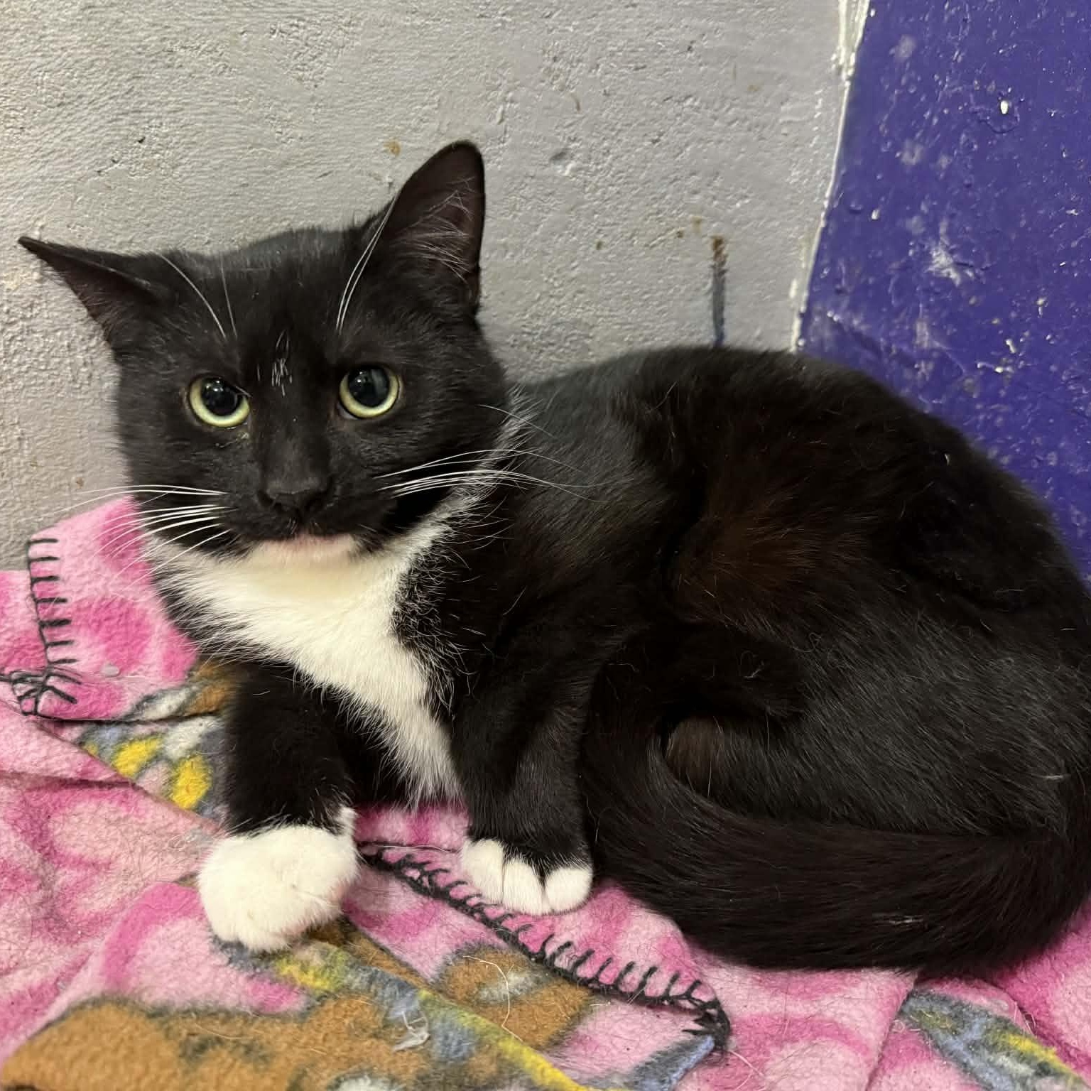 Enlarge Georgette, a ADOPTABLE mixed breed in Antioch, CA image 3/3