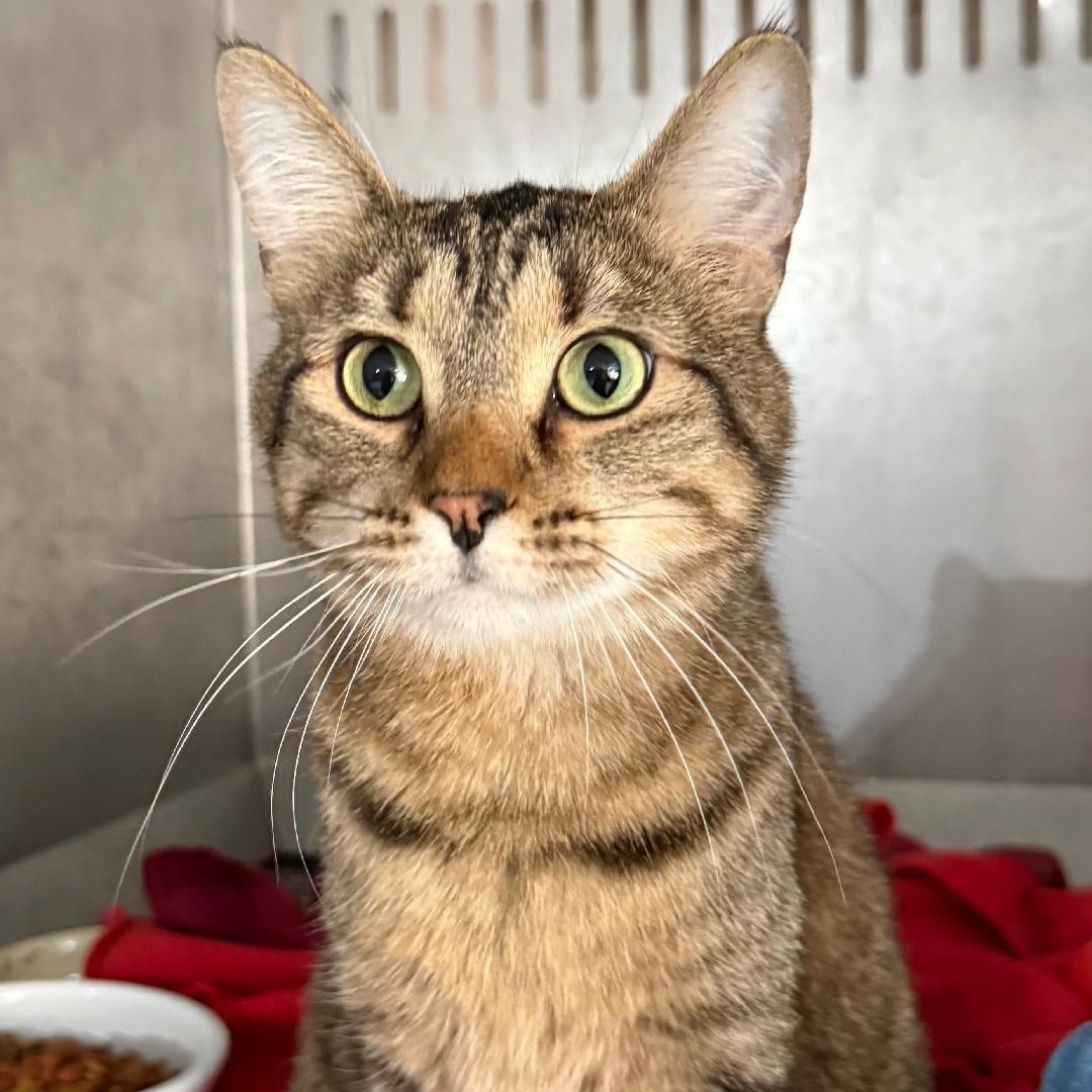LOUIE, ADOPTABLE, Adult Male Domestic Short Hair.