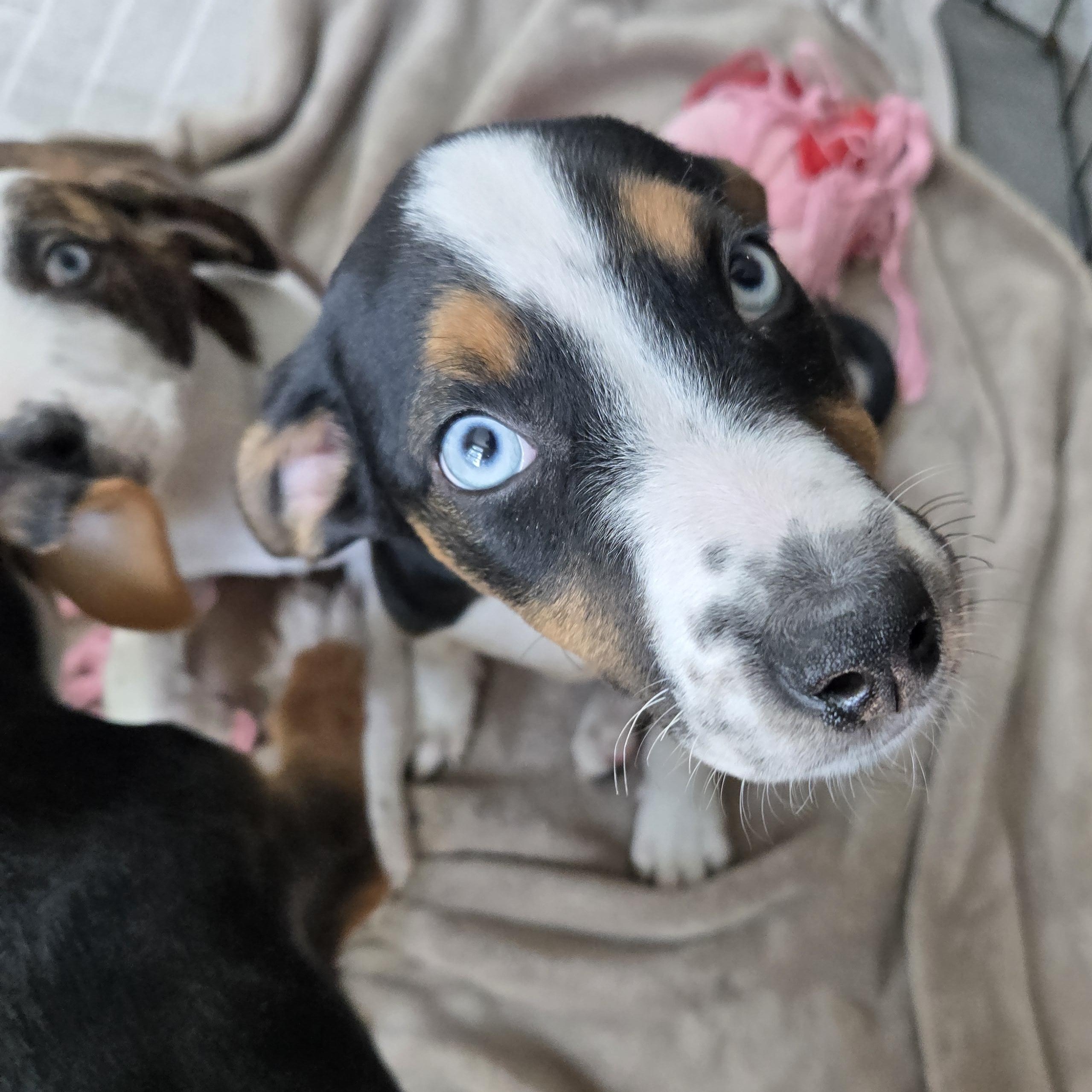 Enlarge Hadley, a Adoptable mixed breed in Minneapolis, MN image 3/4
