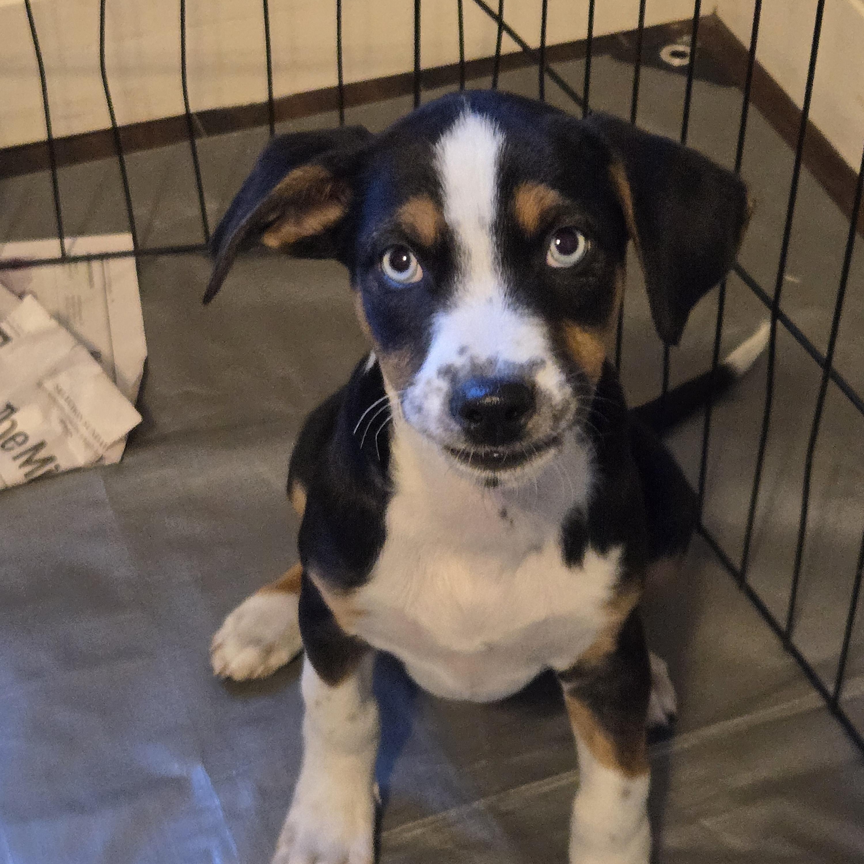 Enlarge Hadley, a Adoptable mixed breed in Minneapolis, MN image 2/4