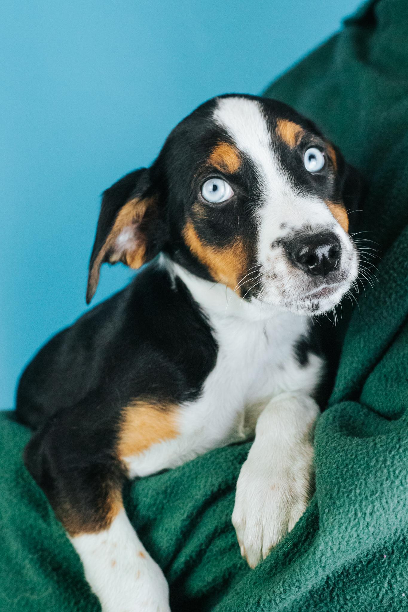 Enlarge Hadley, a Adoptable mixed breed in Minneapolis, MN image 4/4
