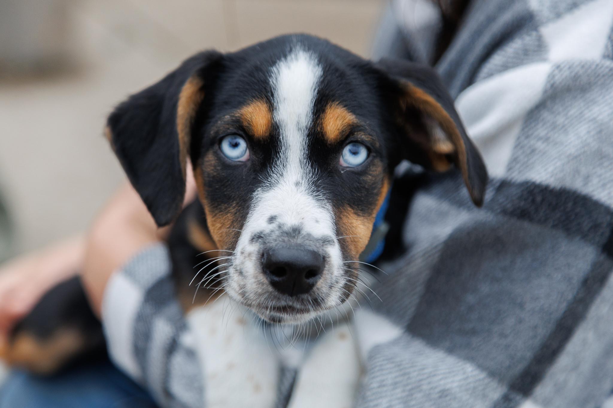 Hadley, Adoptable, Puppy Female Hound & Mixed Breed.