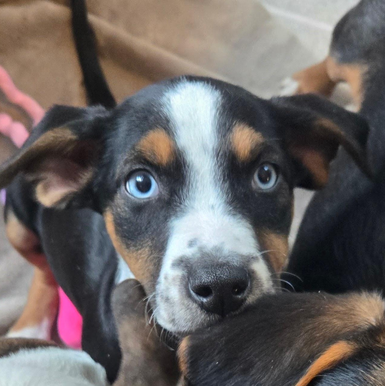 Hadley, Adoptable, Puppy Female Hound & Mixed Breed.