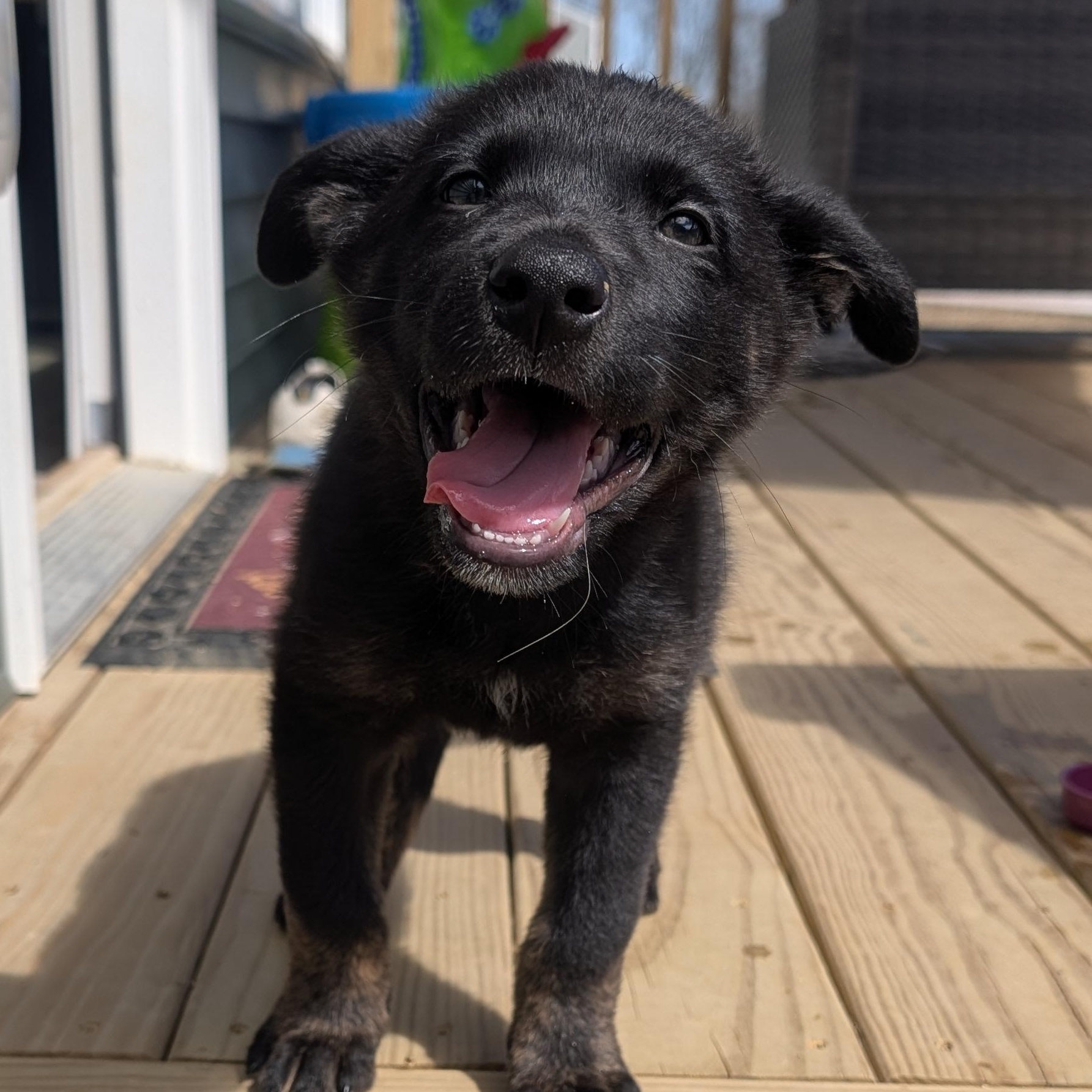 Dash - ADOPTION PENDING!, an adopted mixed breed in Cincinnati, OH image 1/5