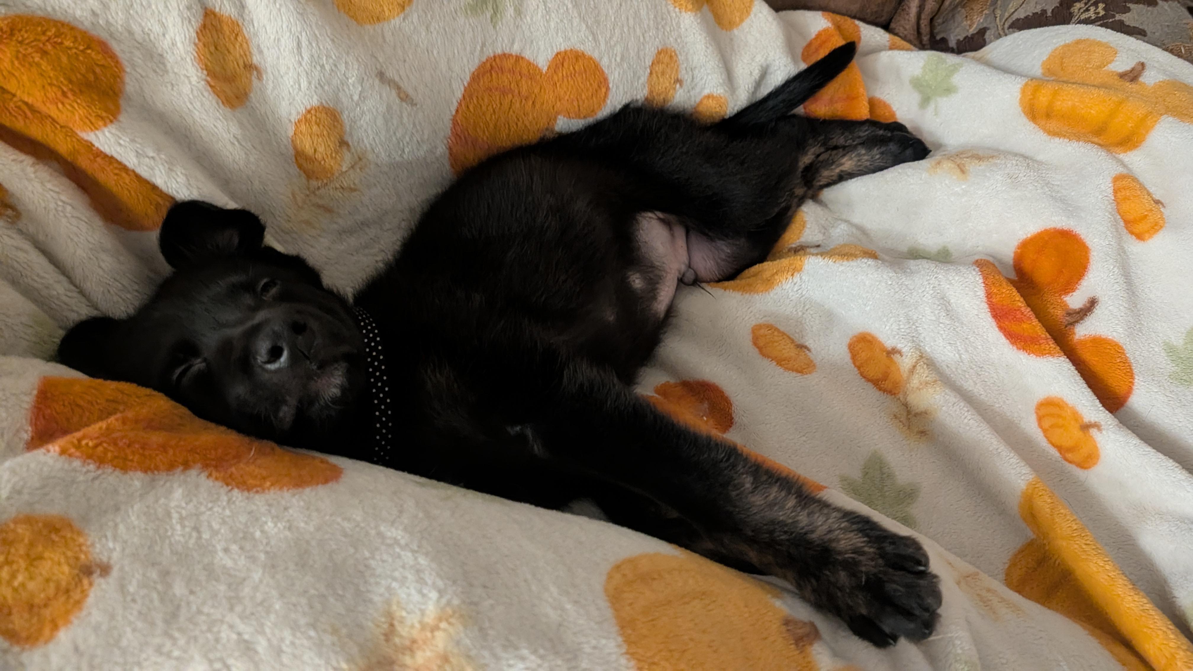 Dash - ADOPTION PENDING!, an adopted mixed breed in Cincinnati, OH image 4/5