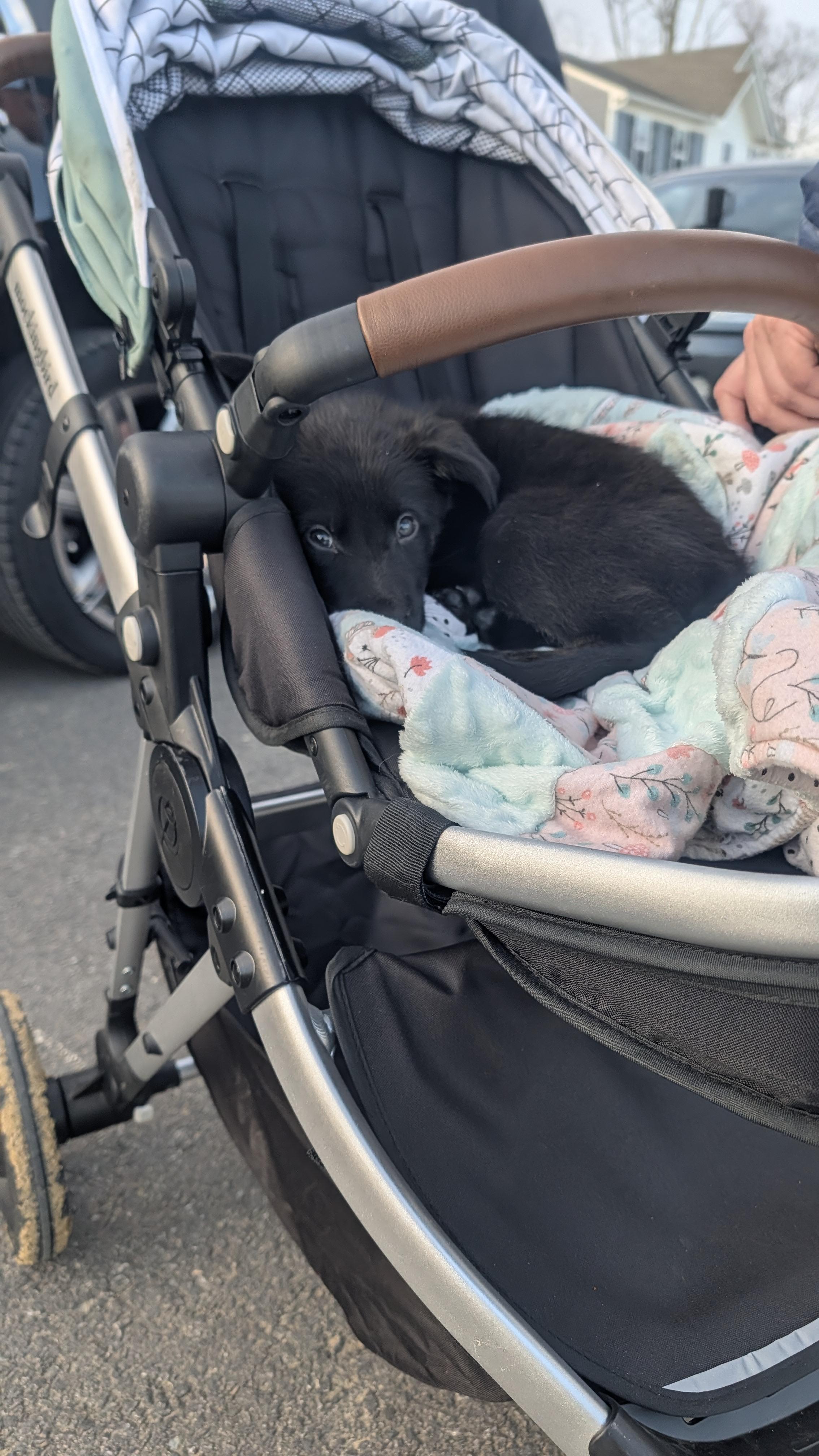 Dash - ADOPTION PENDING!, an adopted mixed breed in Cincinnati, OH image 3/5