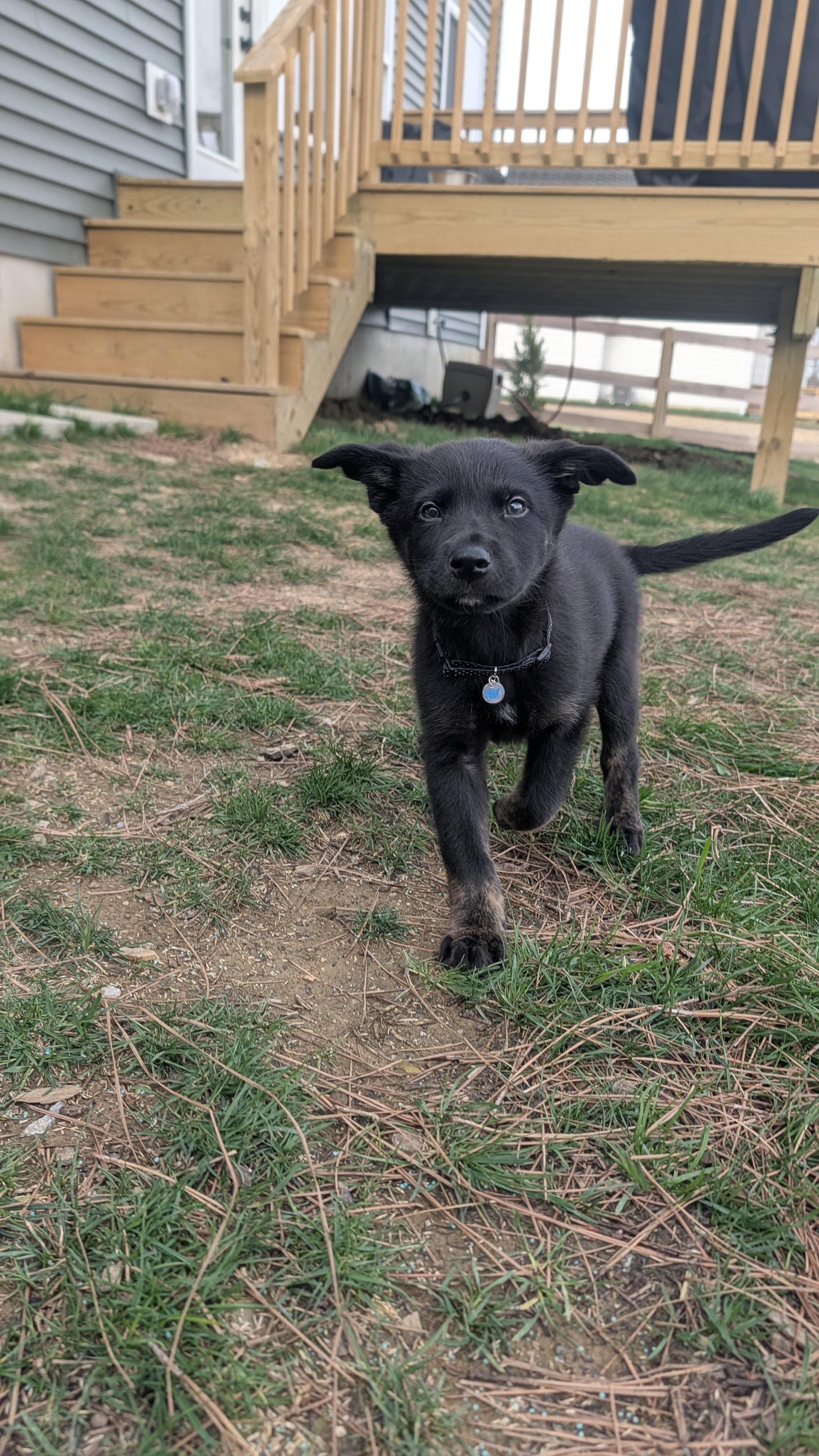 Dash - ADOPTION PENDING!, an adopted mixed breed in Cincinnati, OH image 5/5