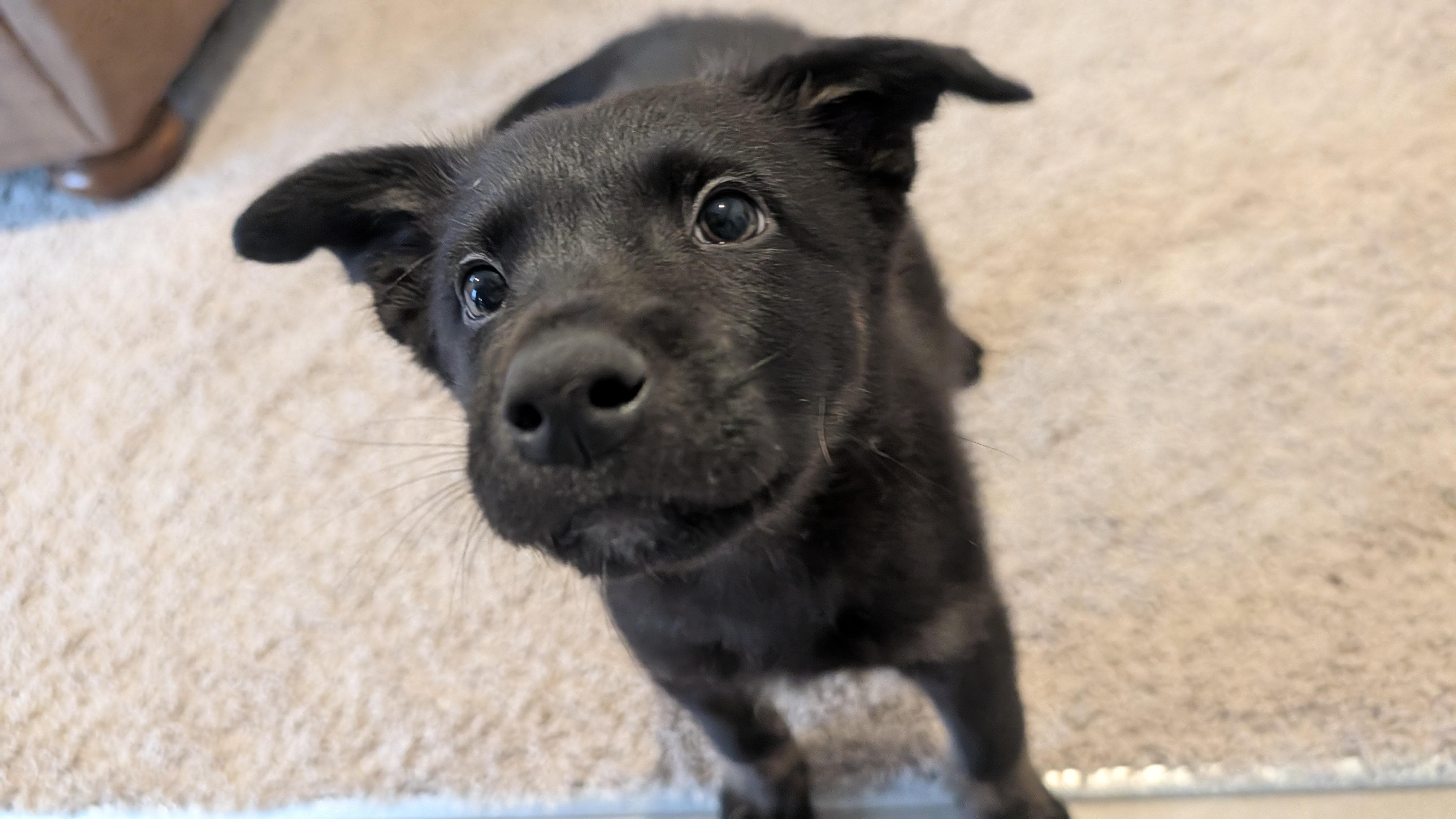 Dash - ADOPTION PENDING!, an adopted mixed breed in Cincinnati, OH image 2/5