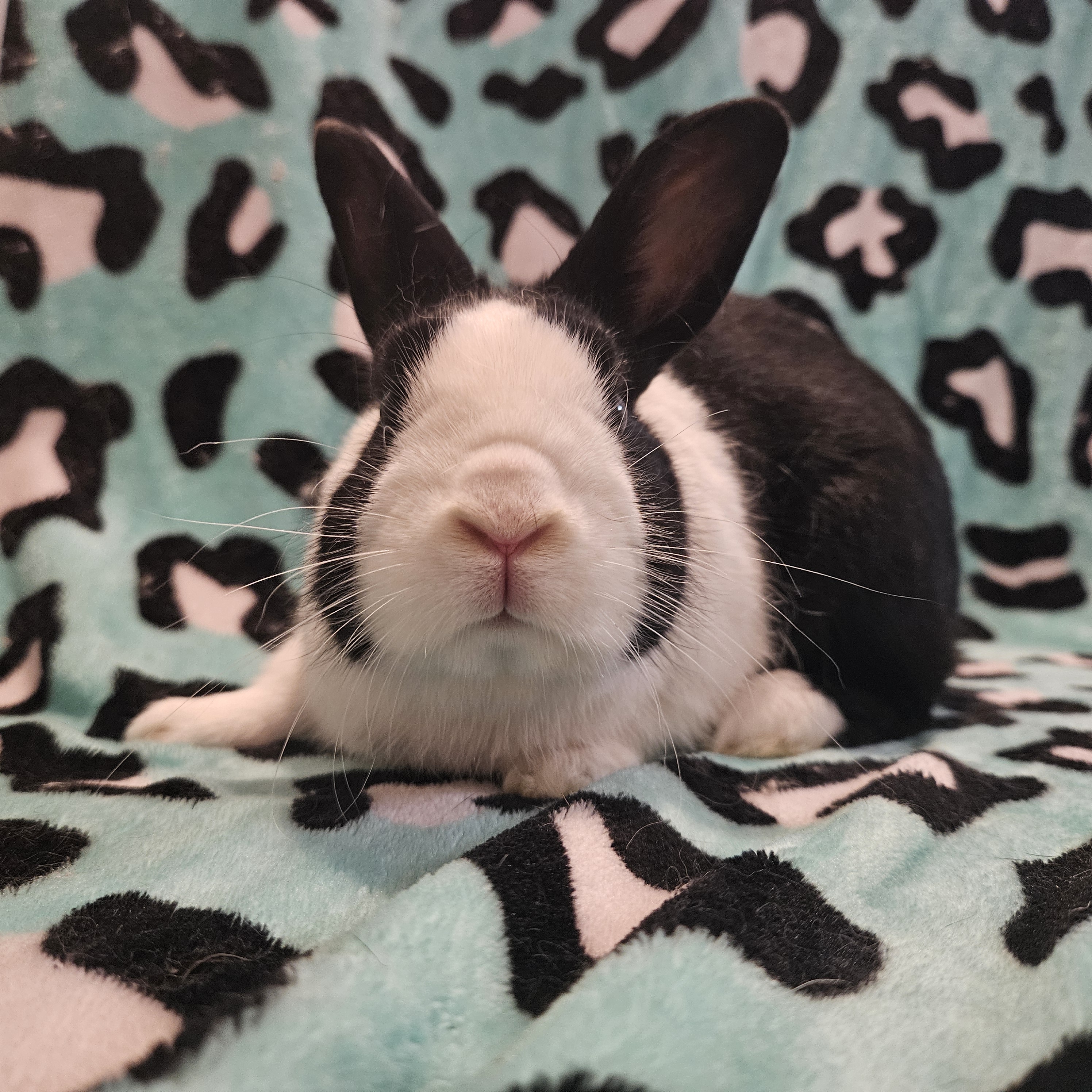 Rocky, a Adoptable Dutch in Wilkes-Barre, PA image 1/2