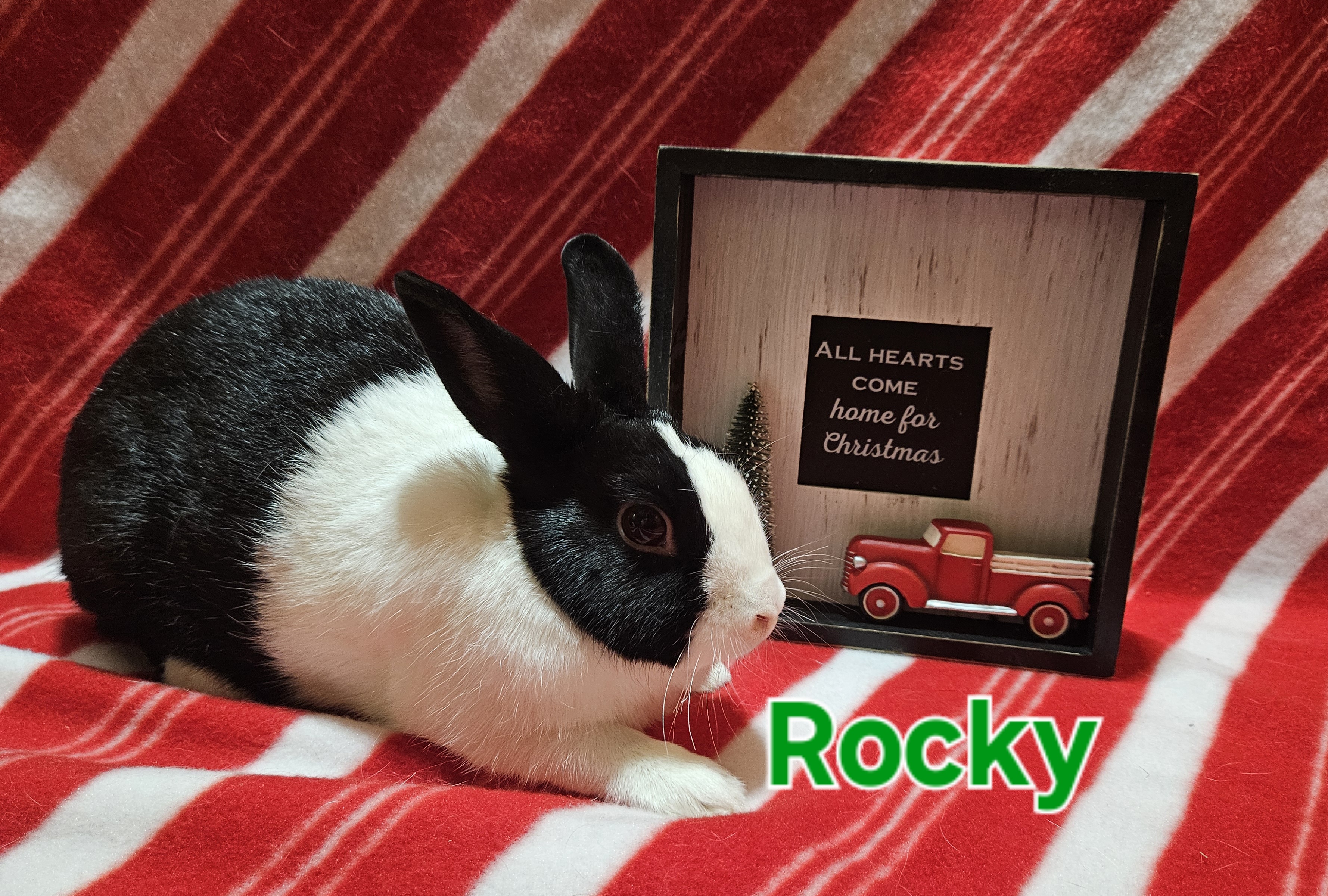 Rocky, a Adoptable Dutch in Wilkes-Barre, PA image 2/2