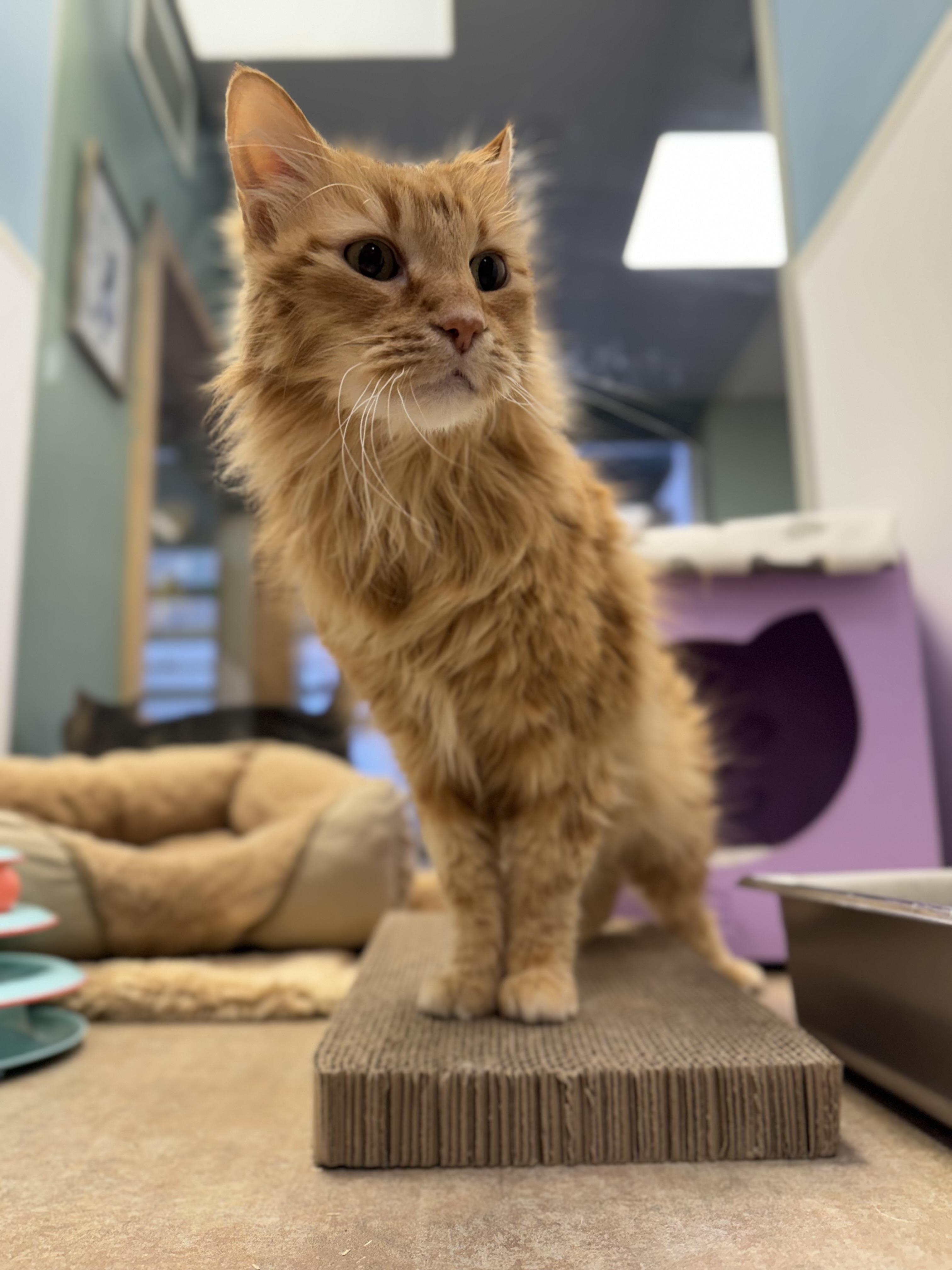 Joey, an adoptable Domestic Long Hair, Tabby in Eagle, CO, 81631 | Photo Image 1